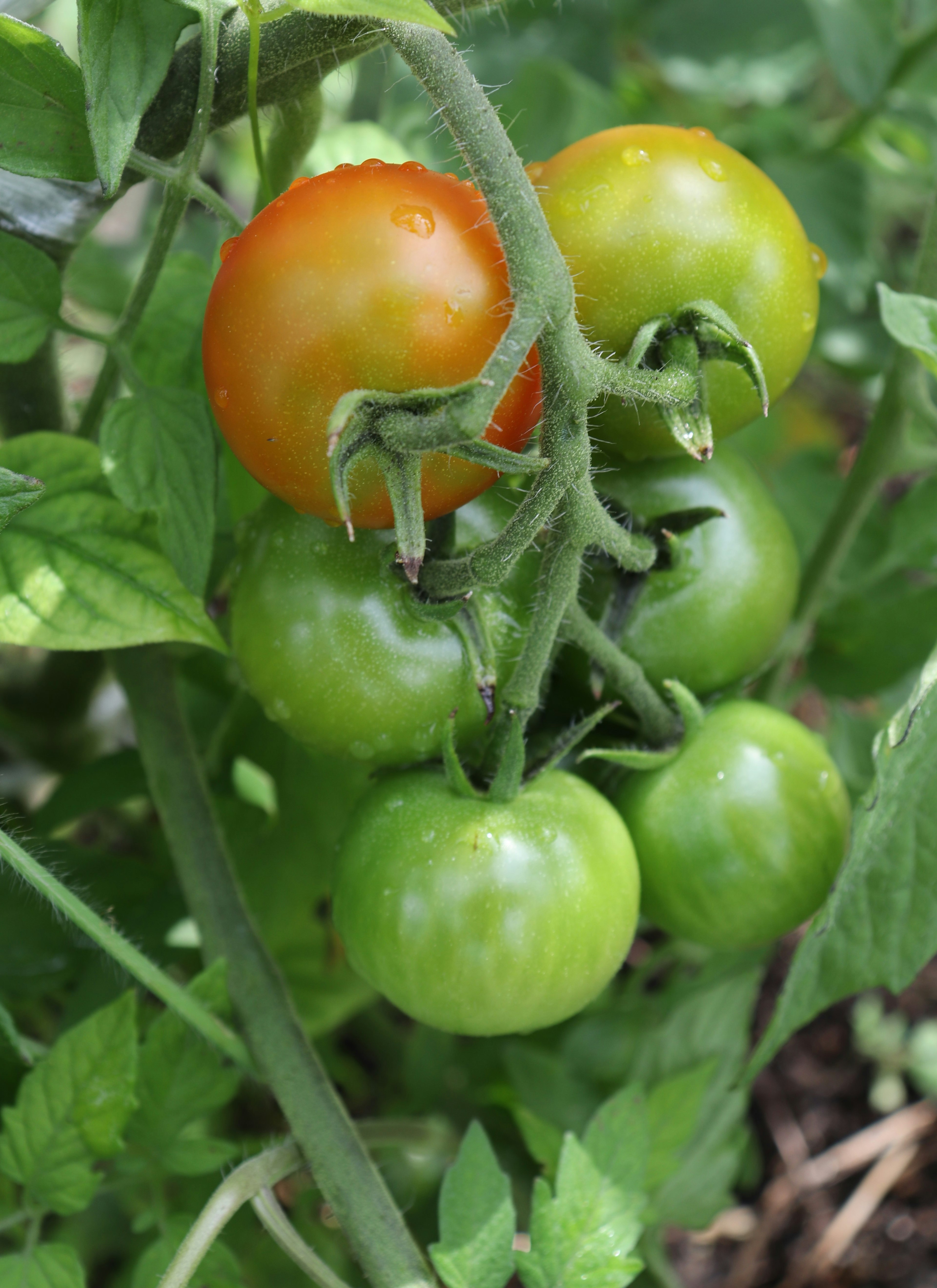 Tomates verdes y rojas maduras en una planta