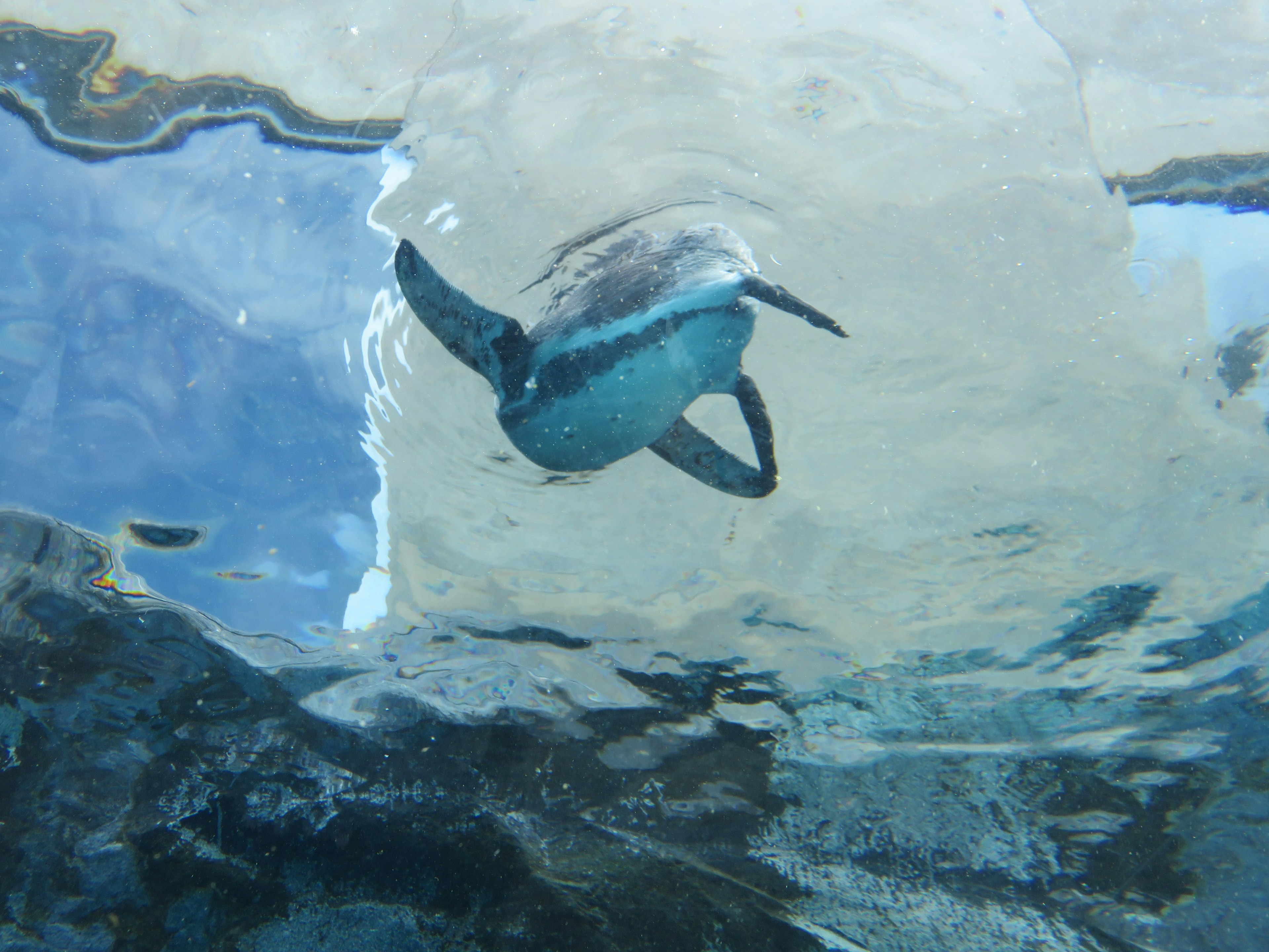 Underwater view of a penguin swimming