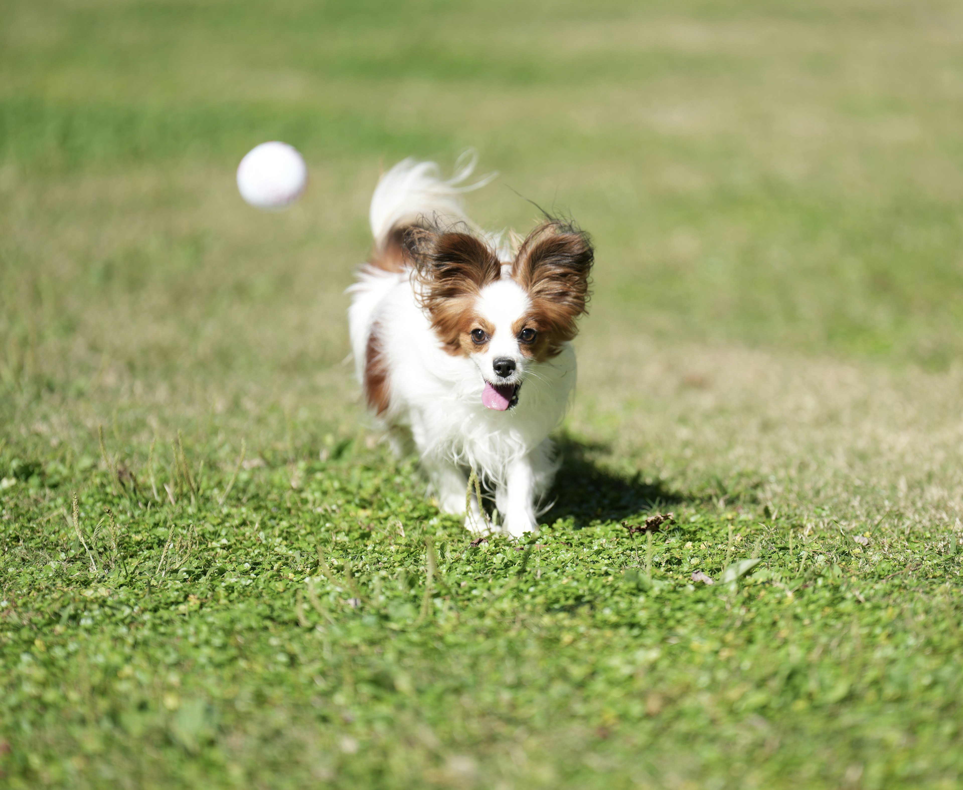 Anjing kecil berlari di atas rumput dengan bola putih di latar belakang