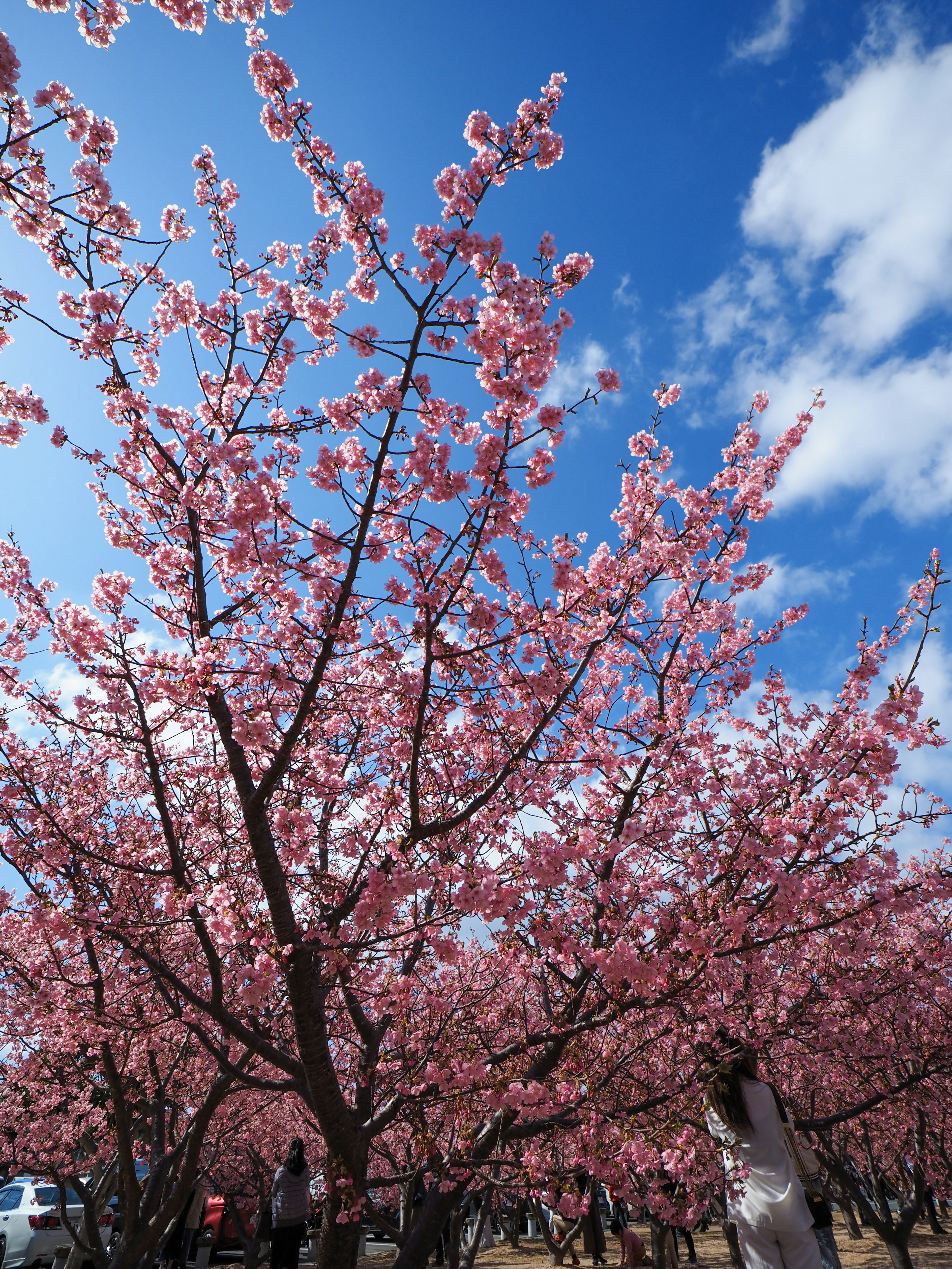 Pohon sakura yang mekar penuh di bawah langit biru