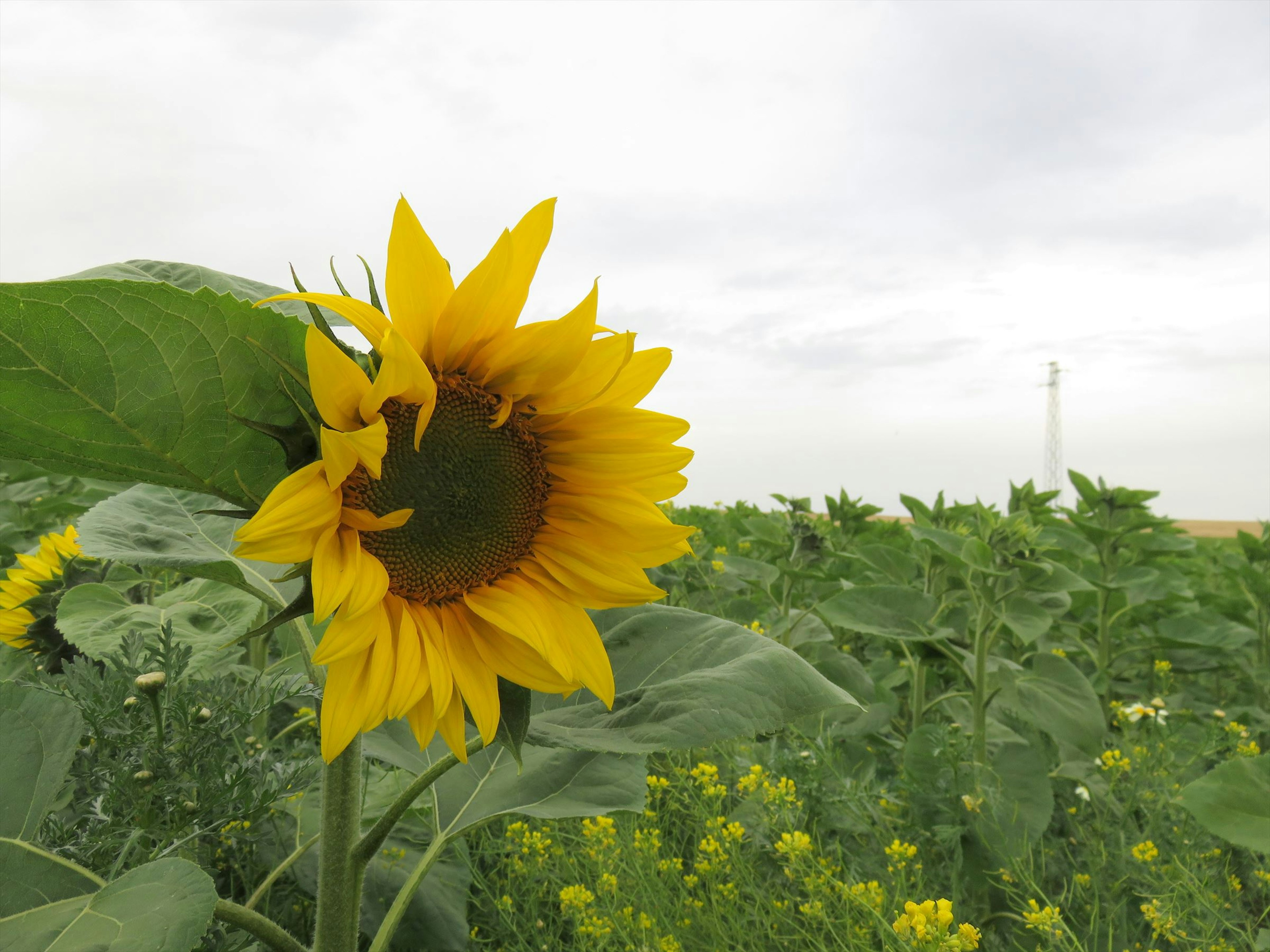 Girasol floreciendo bajo un cielo nublado con follaje verde