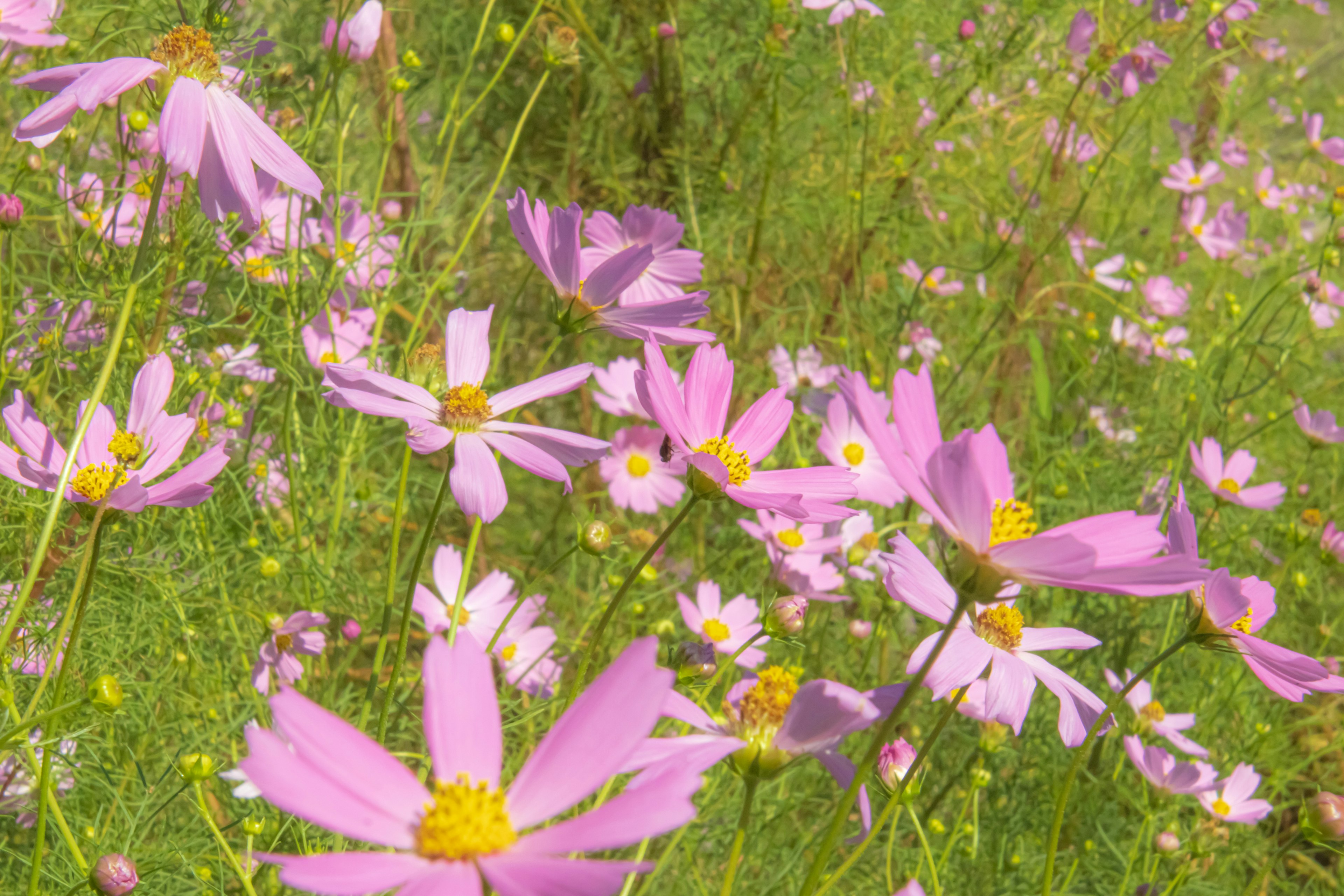 Champ de fleurs de cosmos roses en fleurs se balançant dans le vent