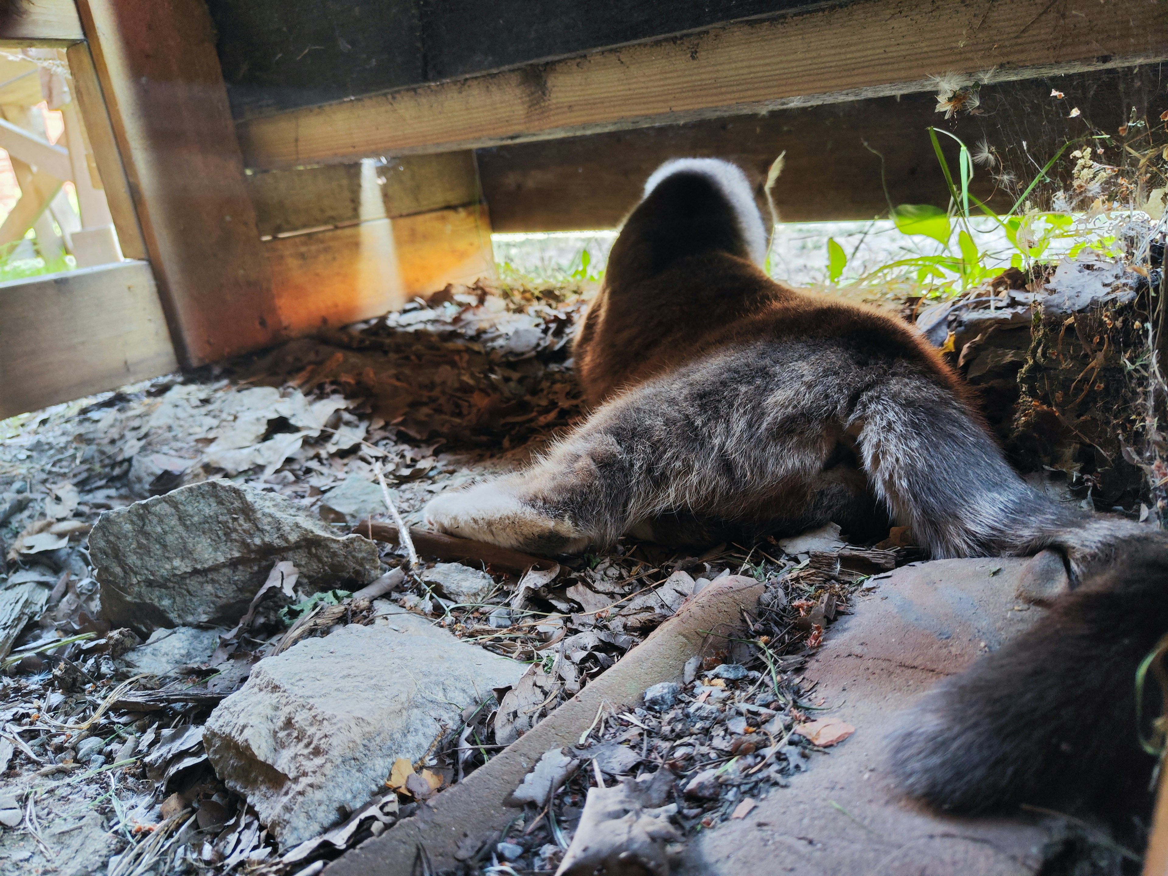 A view of an animal relaxing in dirt and grass while looking out through a gap