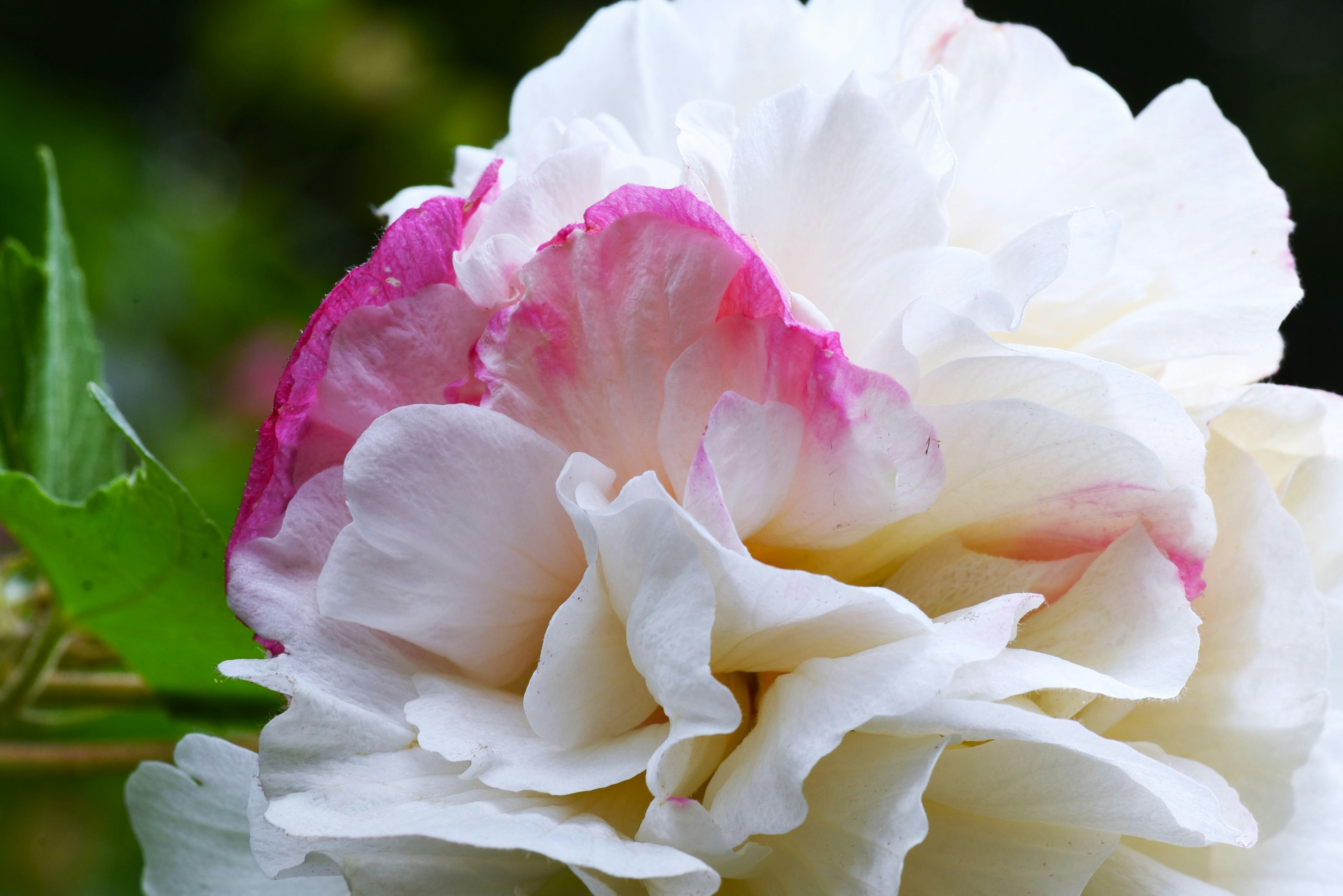 Beautiful rose with white petals edged in pink