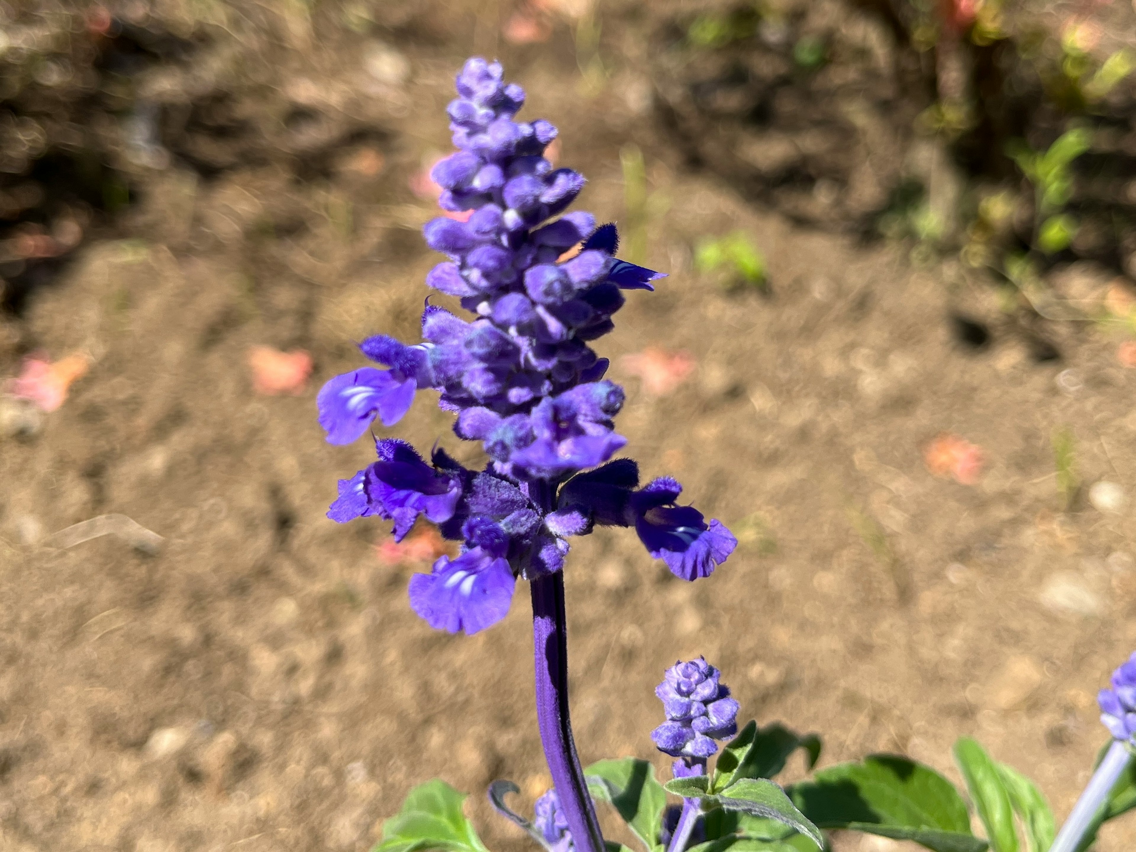 Acercamiento de una flor morada vibrante en una planta