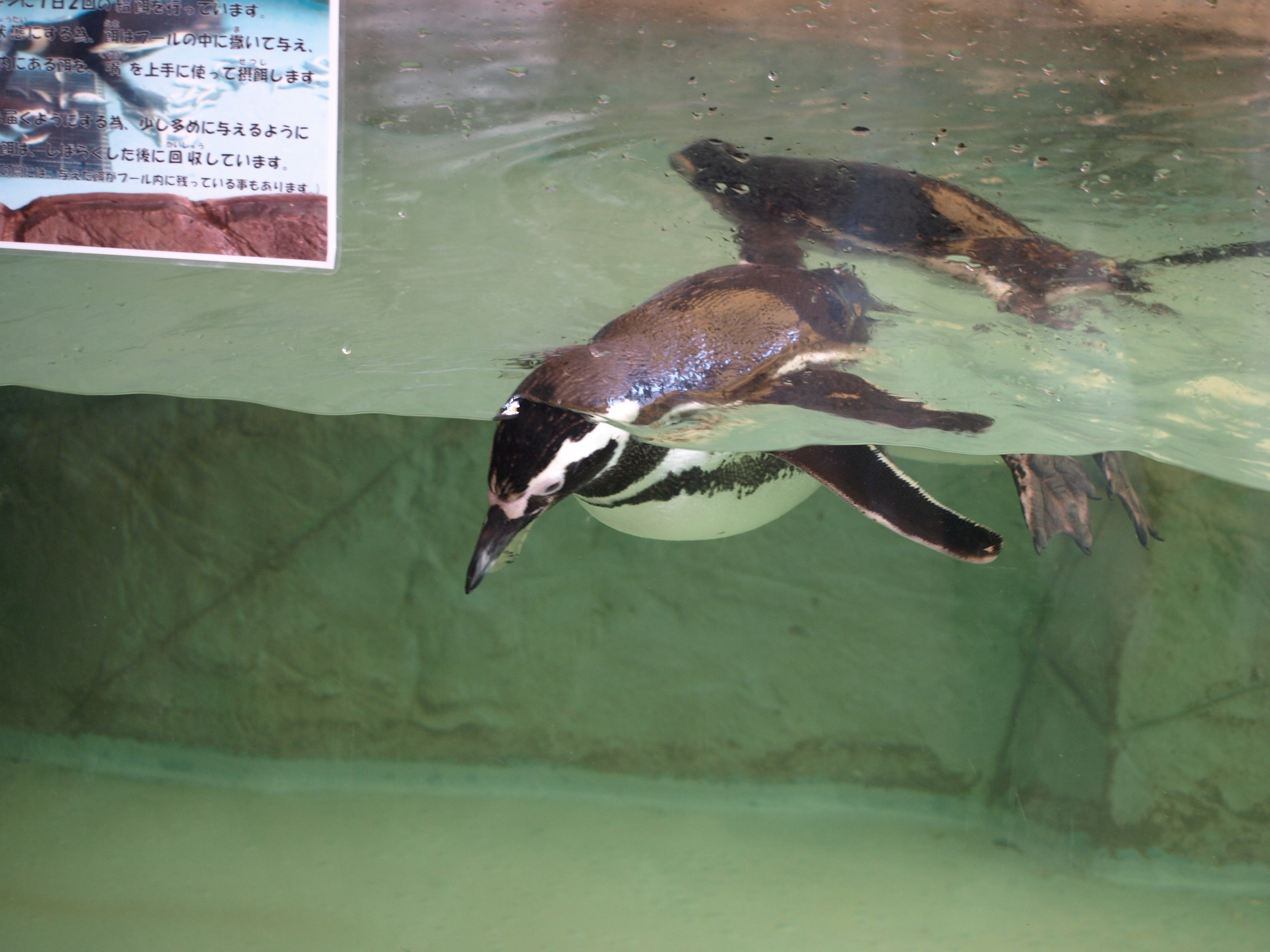 Pinguino che nuota sott'acqua con un pannello informativo sullo sfondo