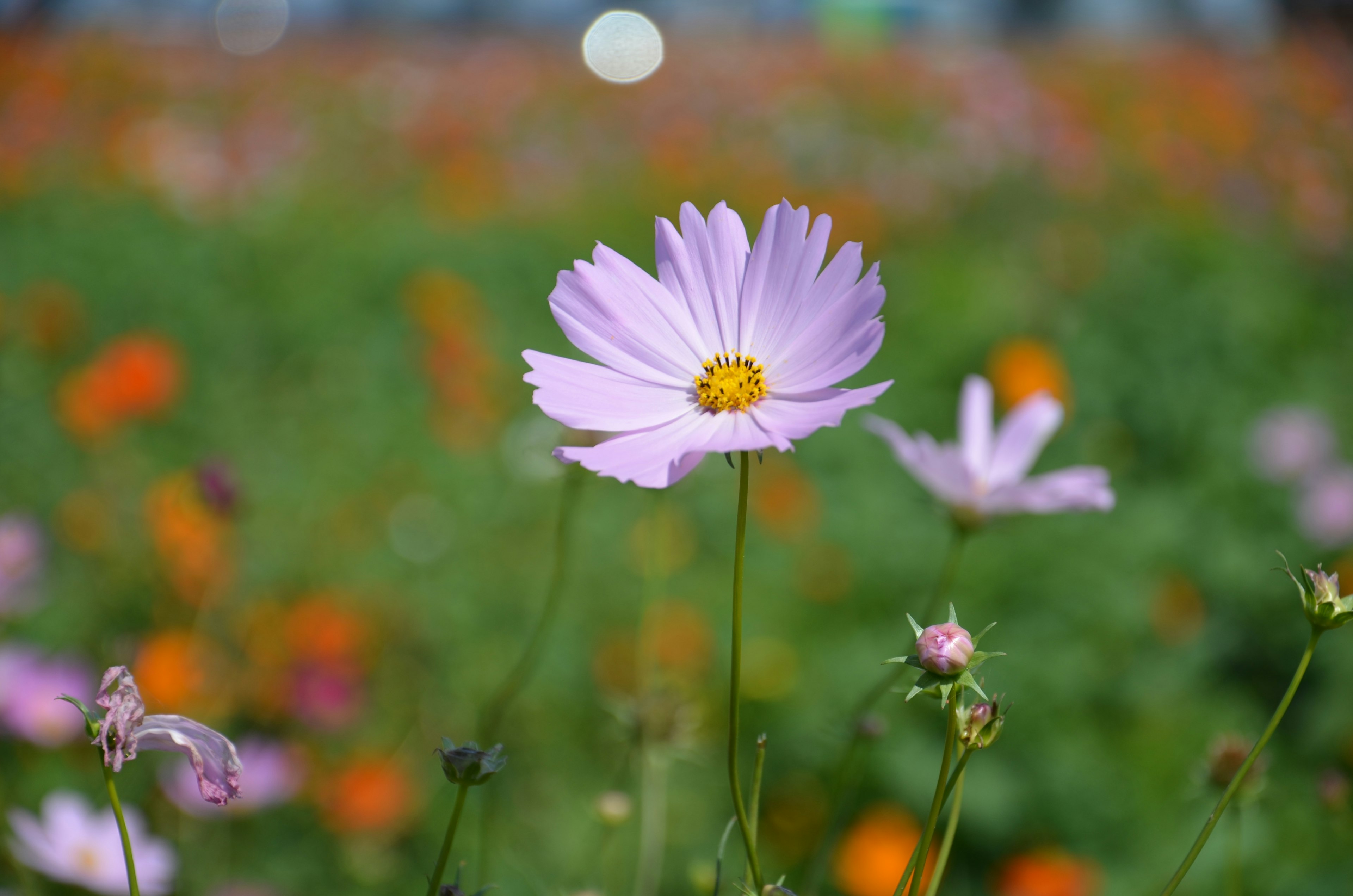 Une fleur de cosmos violet clair éclose parmi un champ de fleurs colorées