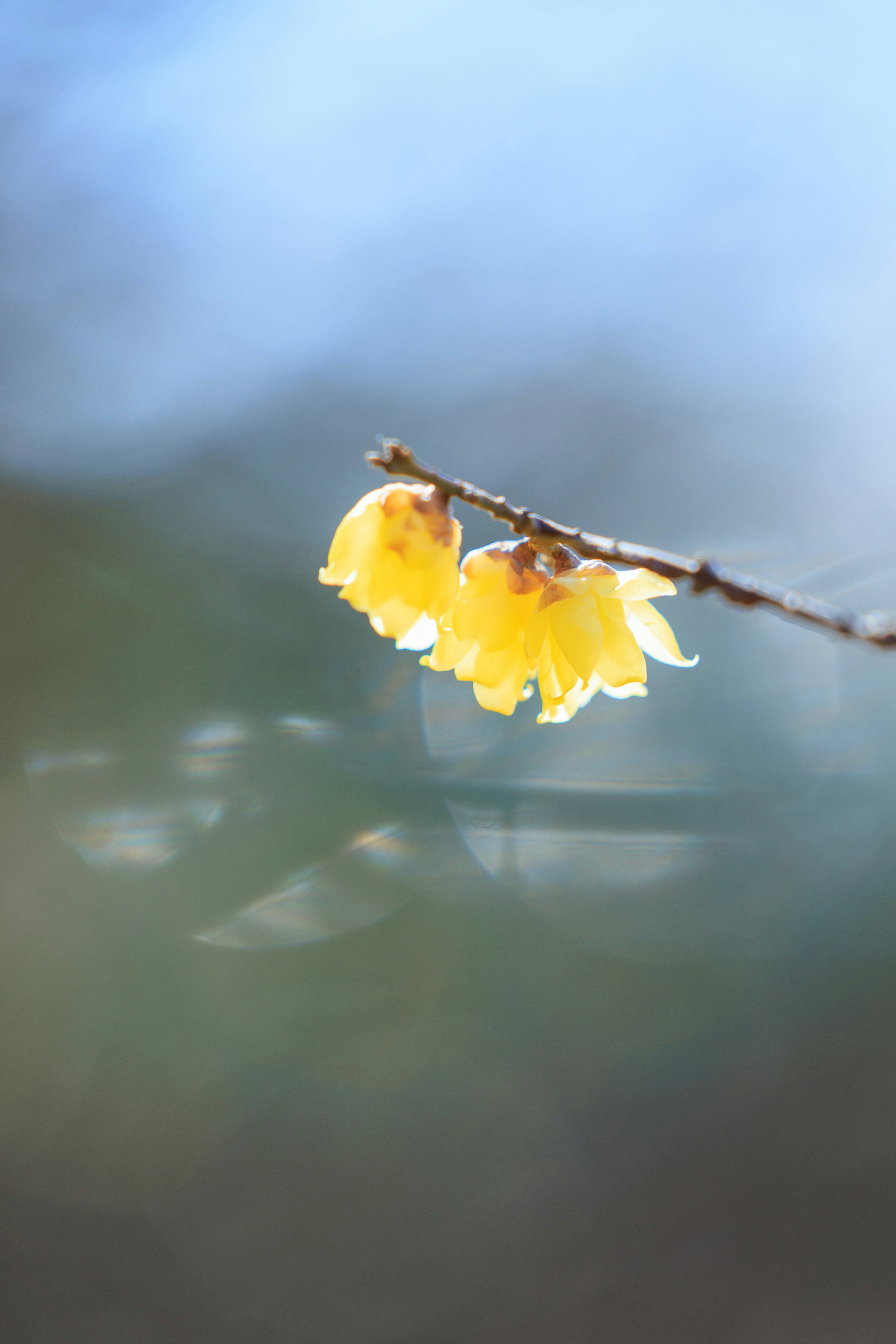 淡い青色の背景に黄色い花が咲いている枝