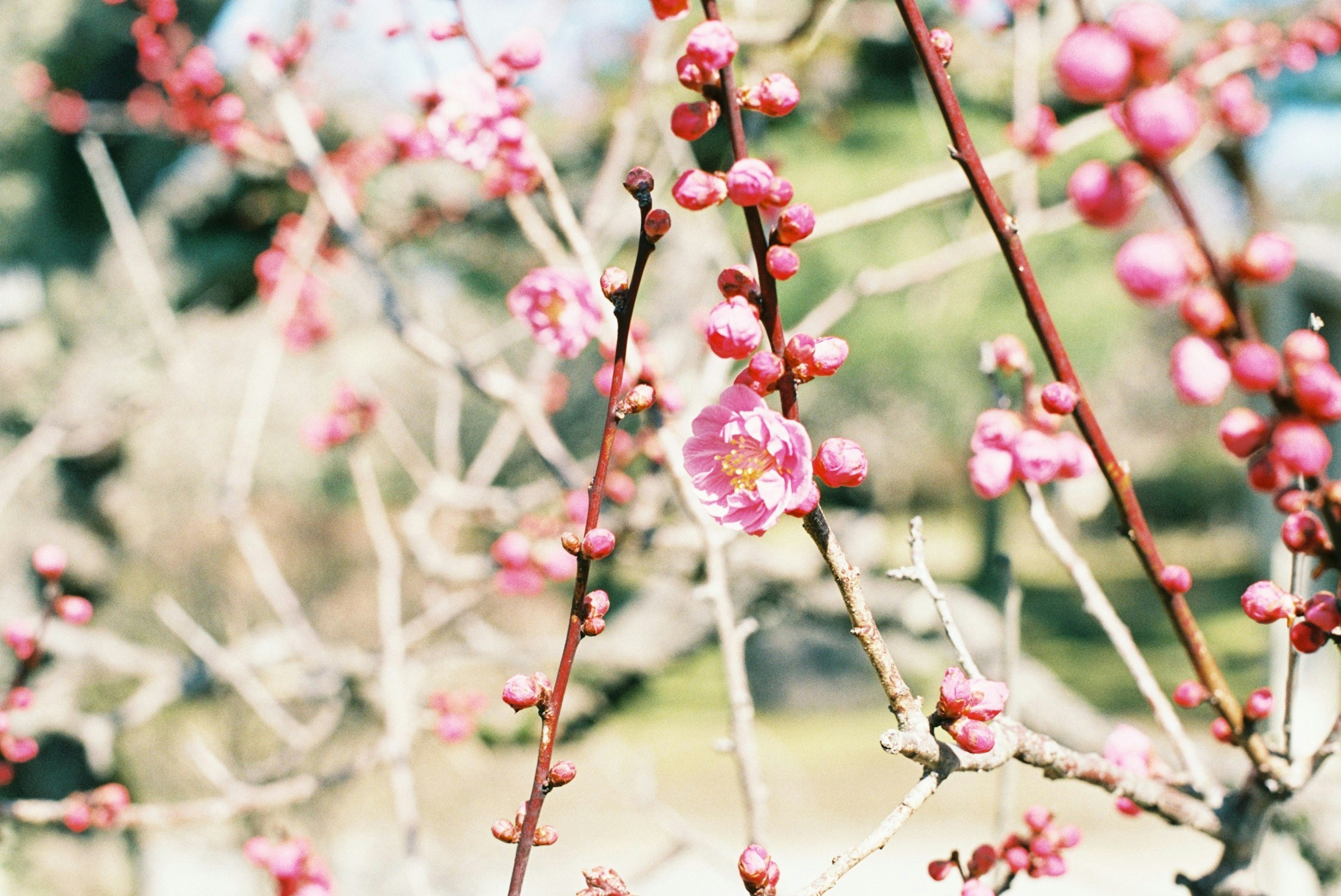 Gros plan sur des branches de prunier en fleurs avec des fleurs roses