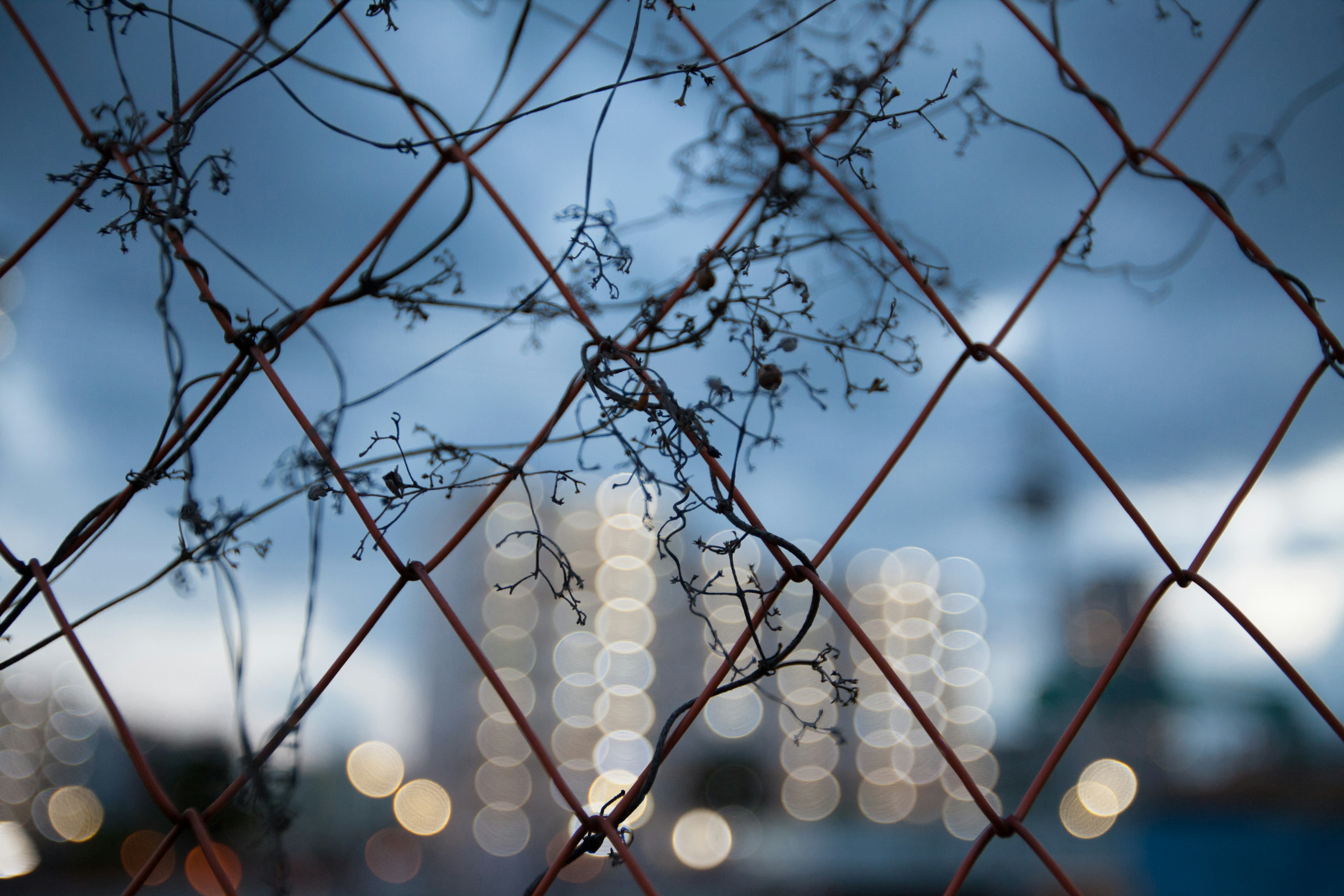 Rusty fence with tangled vines against a blurred background of buildings and blue sky