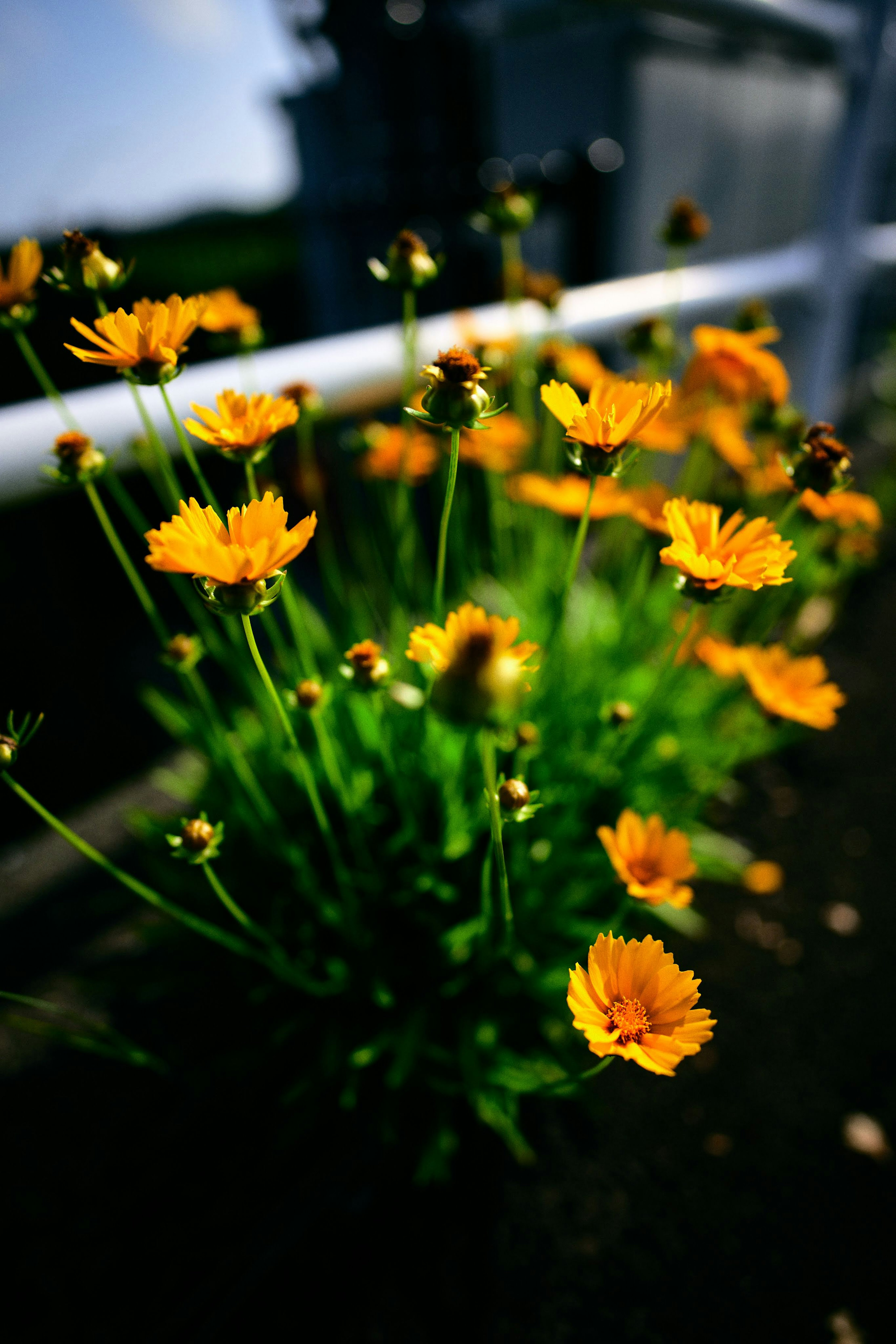 黄色い花と緑の葉の群生がある風景