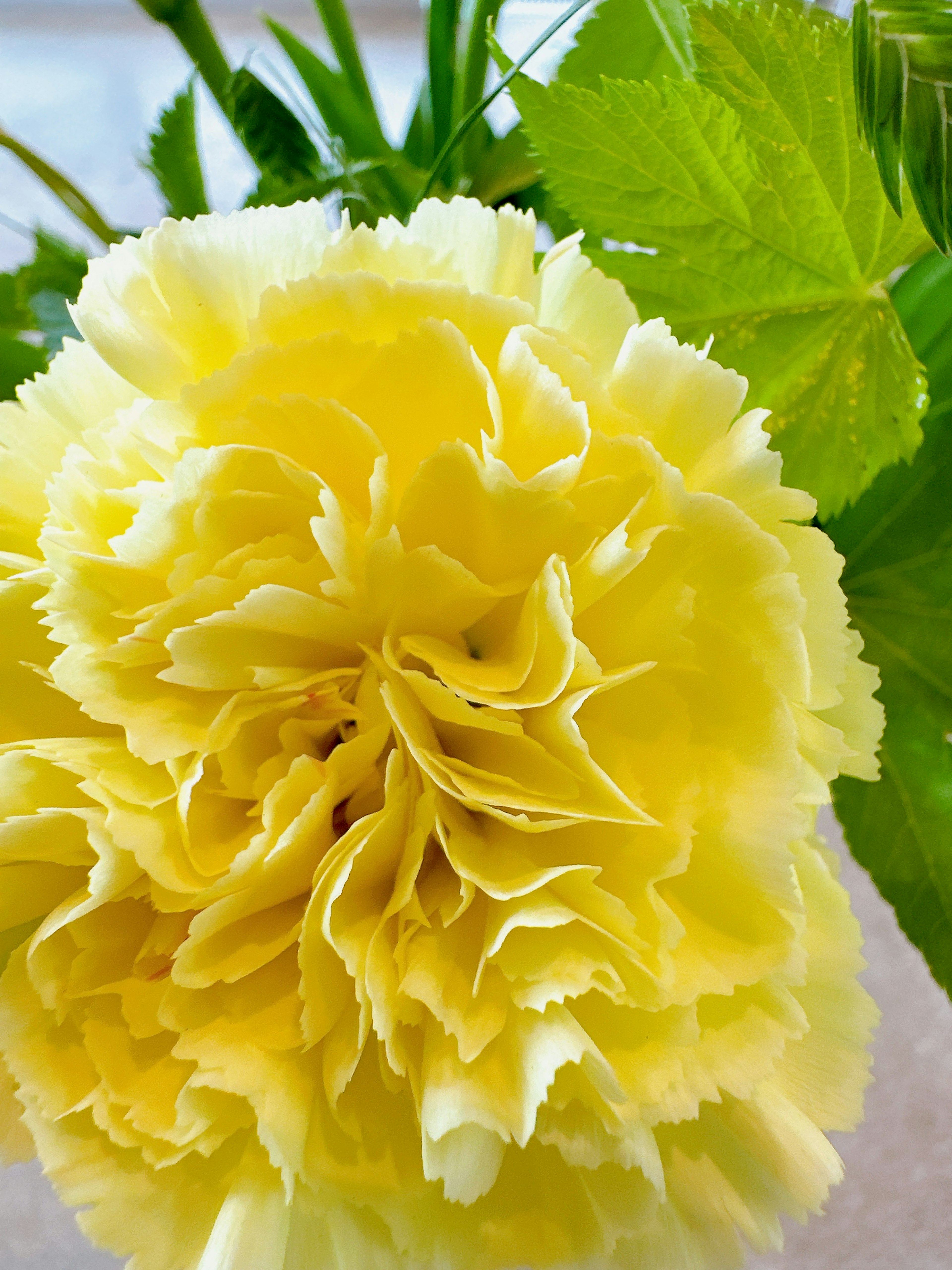 Close-up of a marigold flower with bright yellow petals