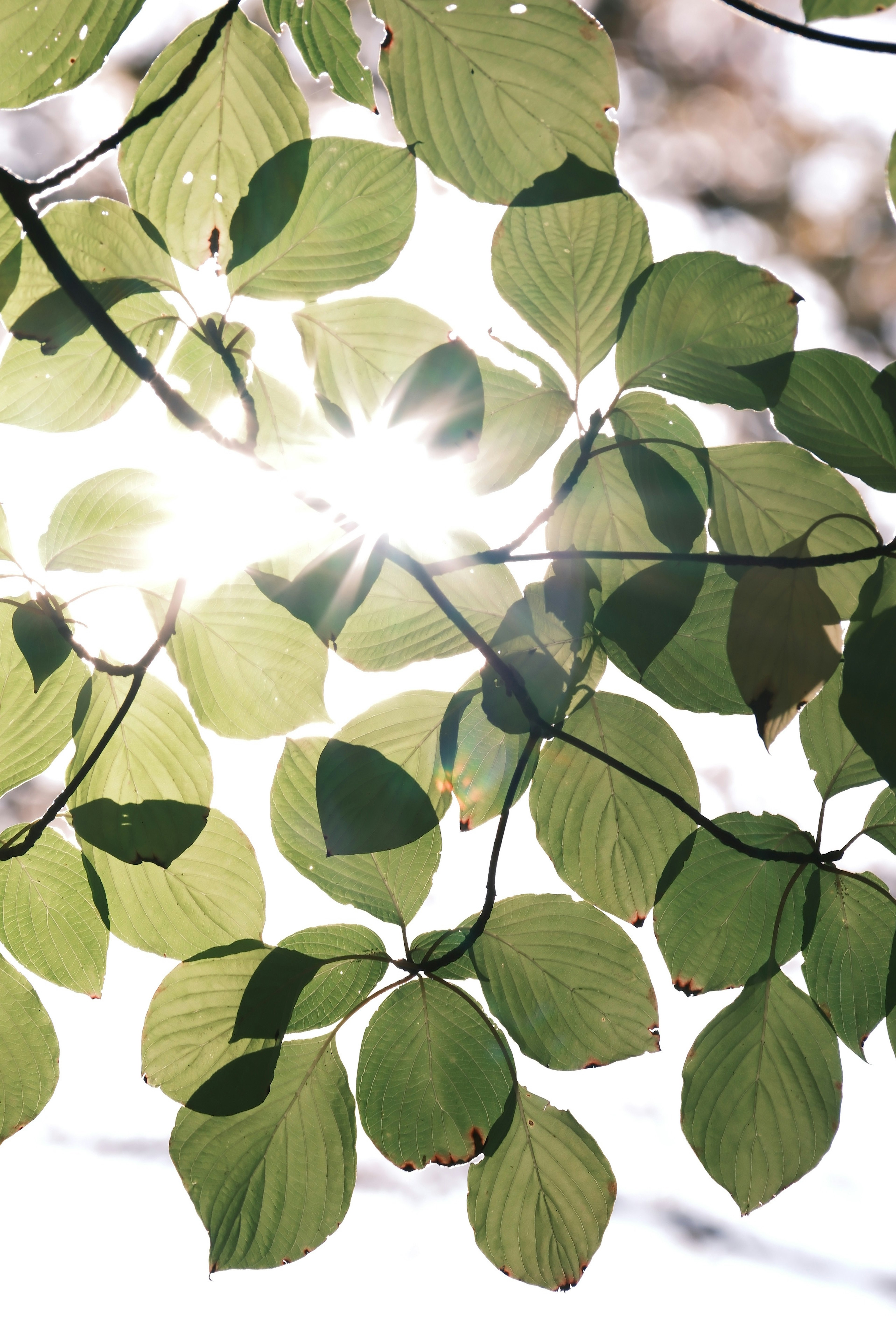 太陽の光を透かした緑の葉が生い茂る枝