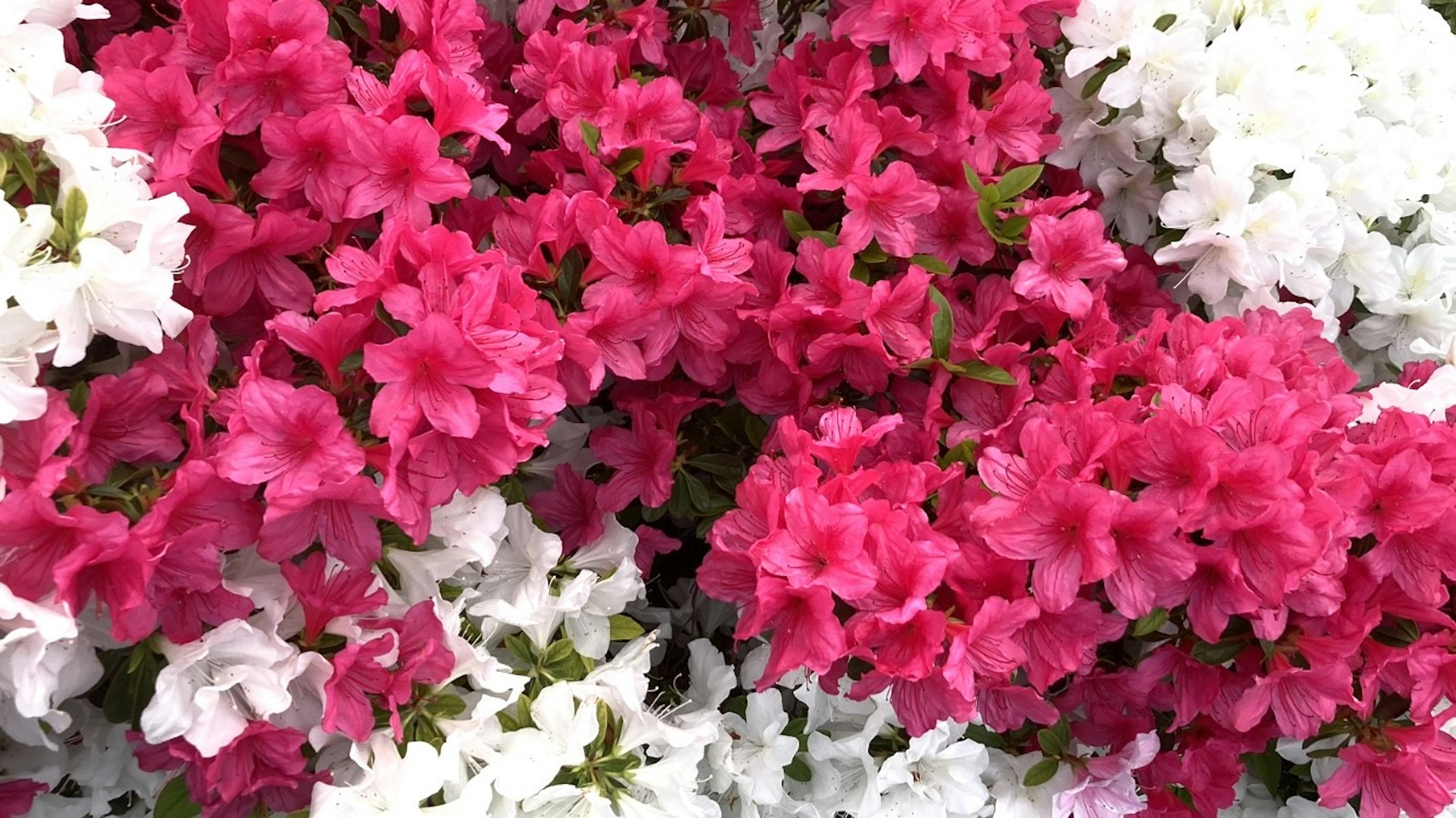 Fleurs d'azalée roses et blanches en pleine floraison