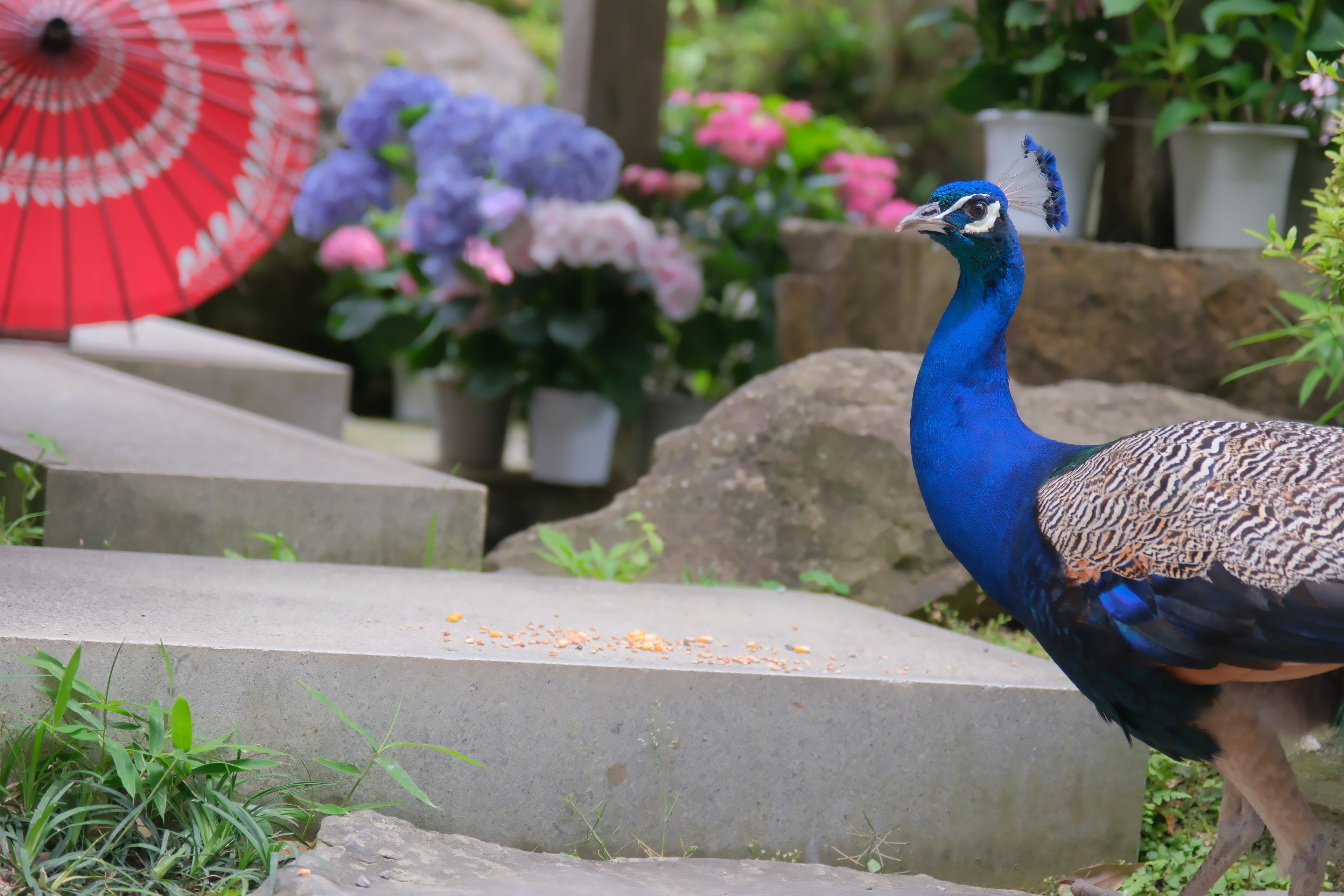 Ein schöner Pfau, der einen Gartenweg entlanggeht, mit bunten Blumen und einem Sonnenschirm im Hintergrund