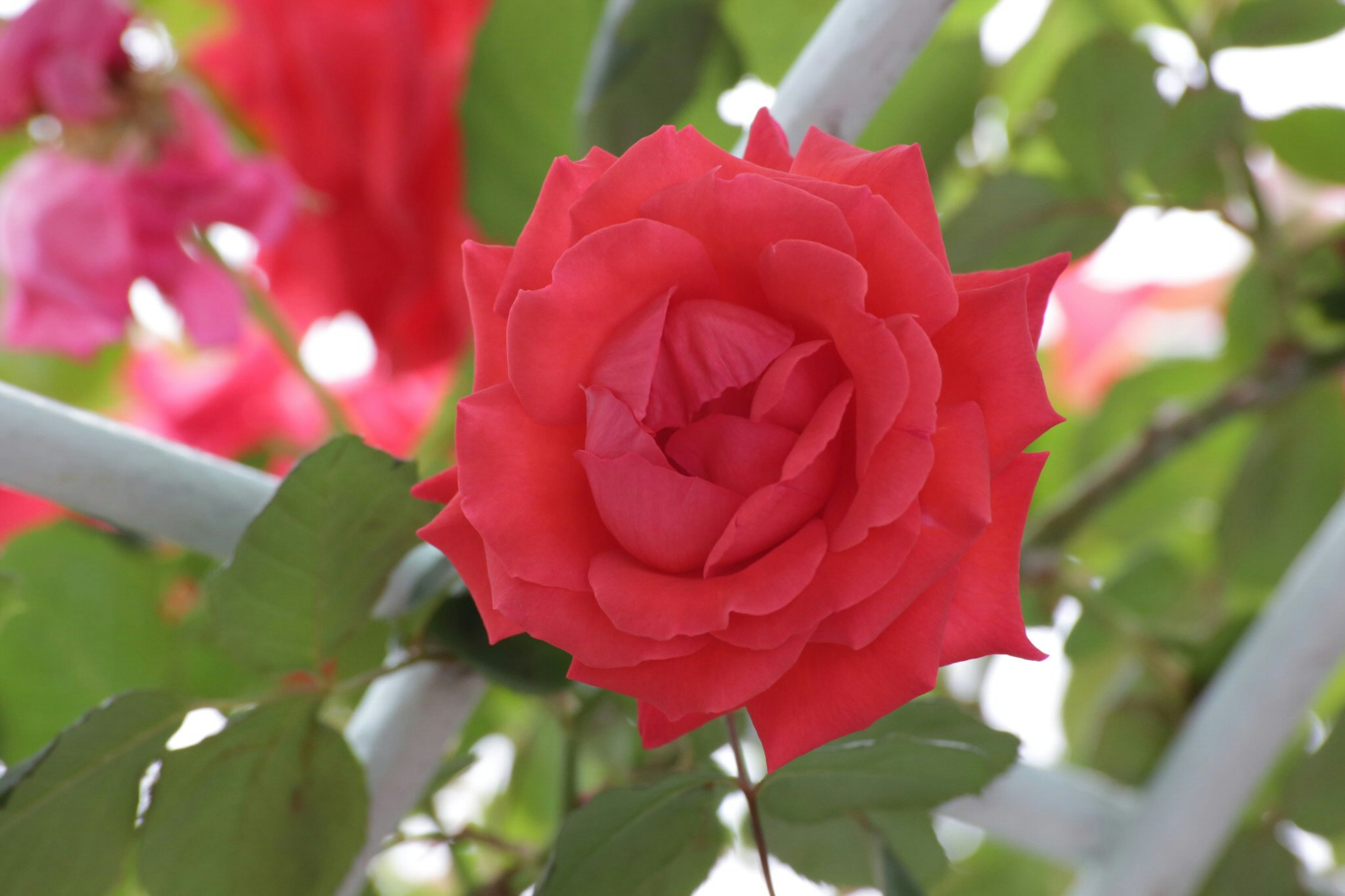 Rose rouge vibrante entourée de feuilles vertes