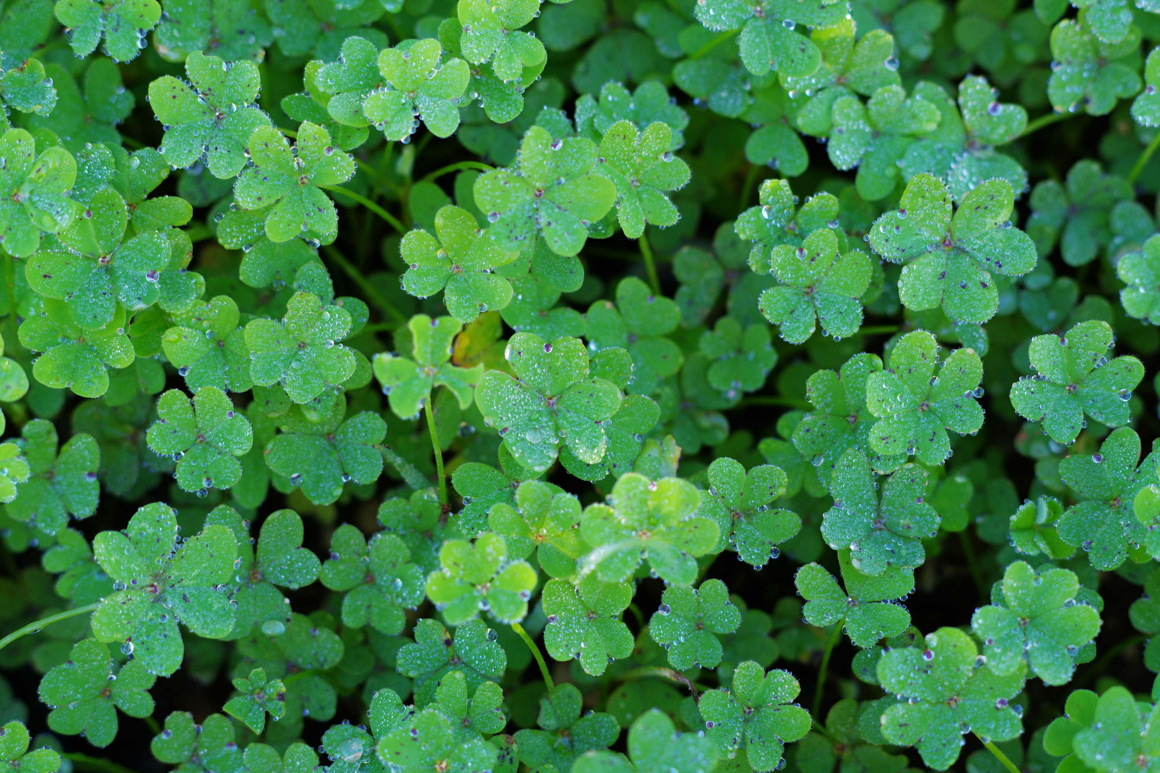 Close-up of lush green clover leaves