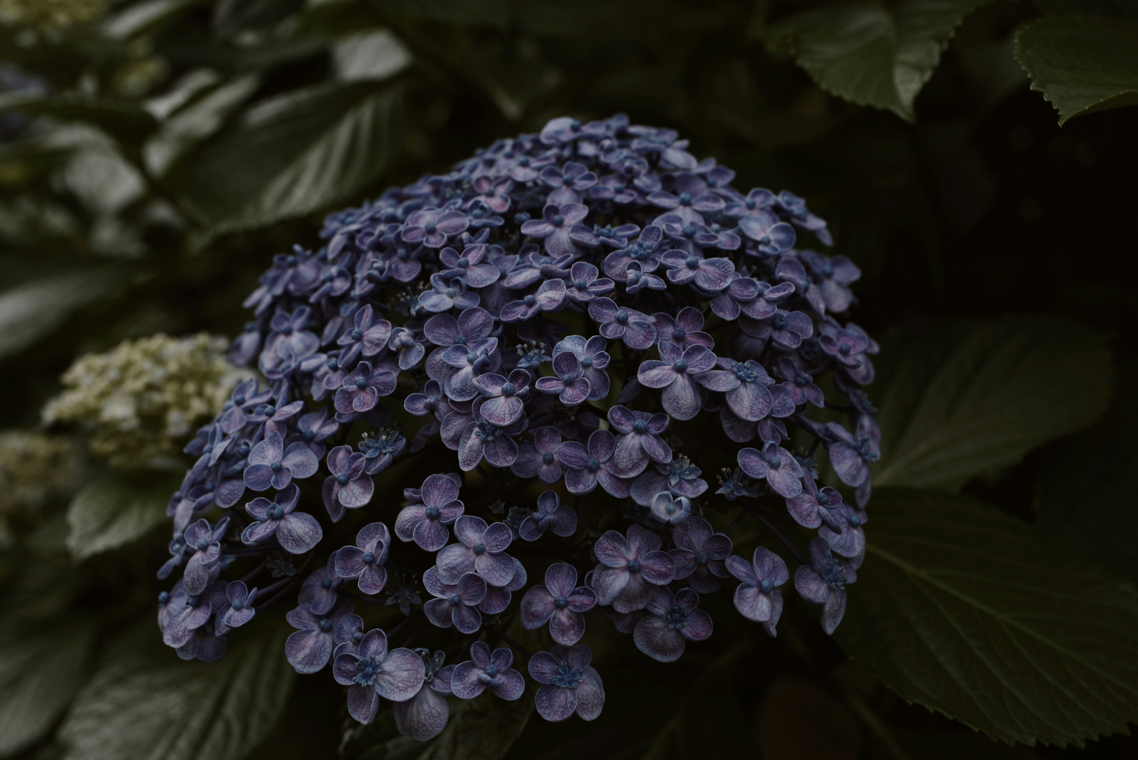 紫色绣球花花束的特写