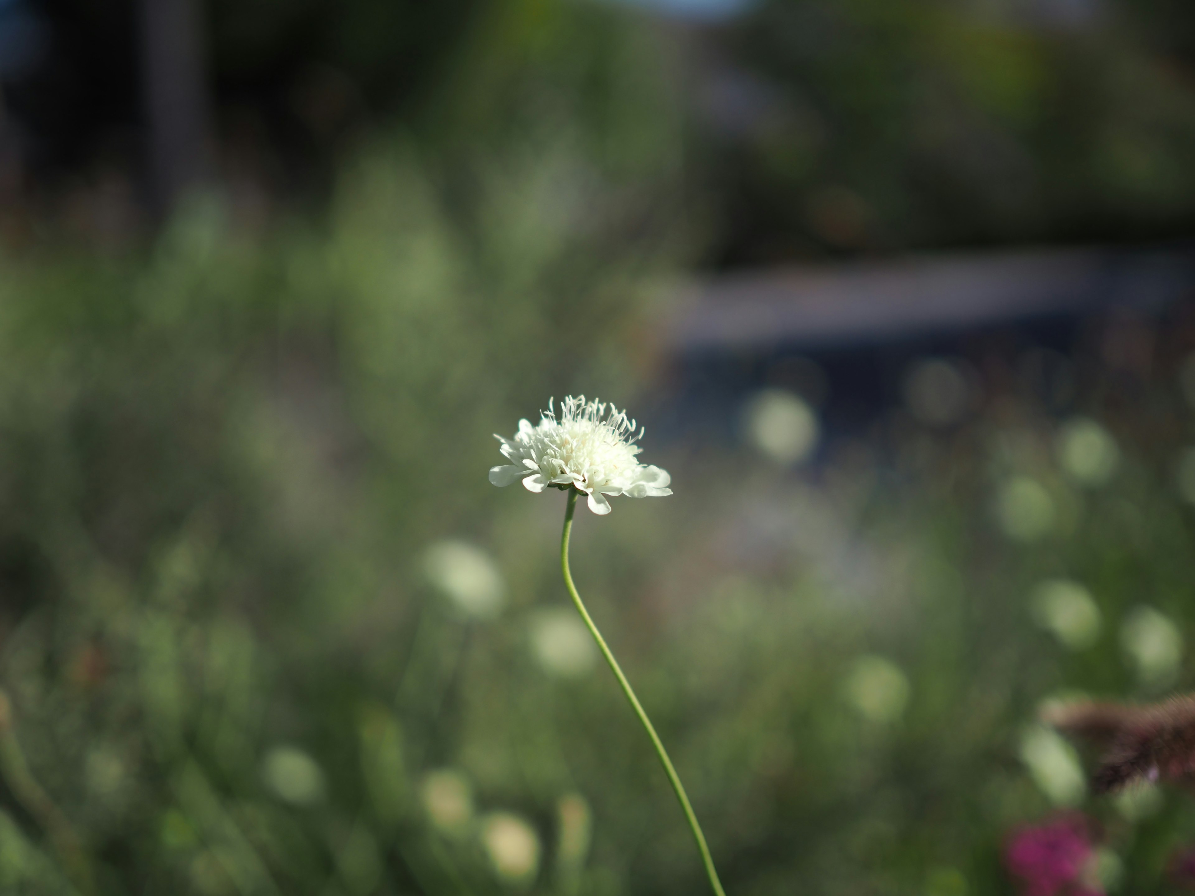 Une seule fleur blanche fleurissant sous un ciel bleu