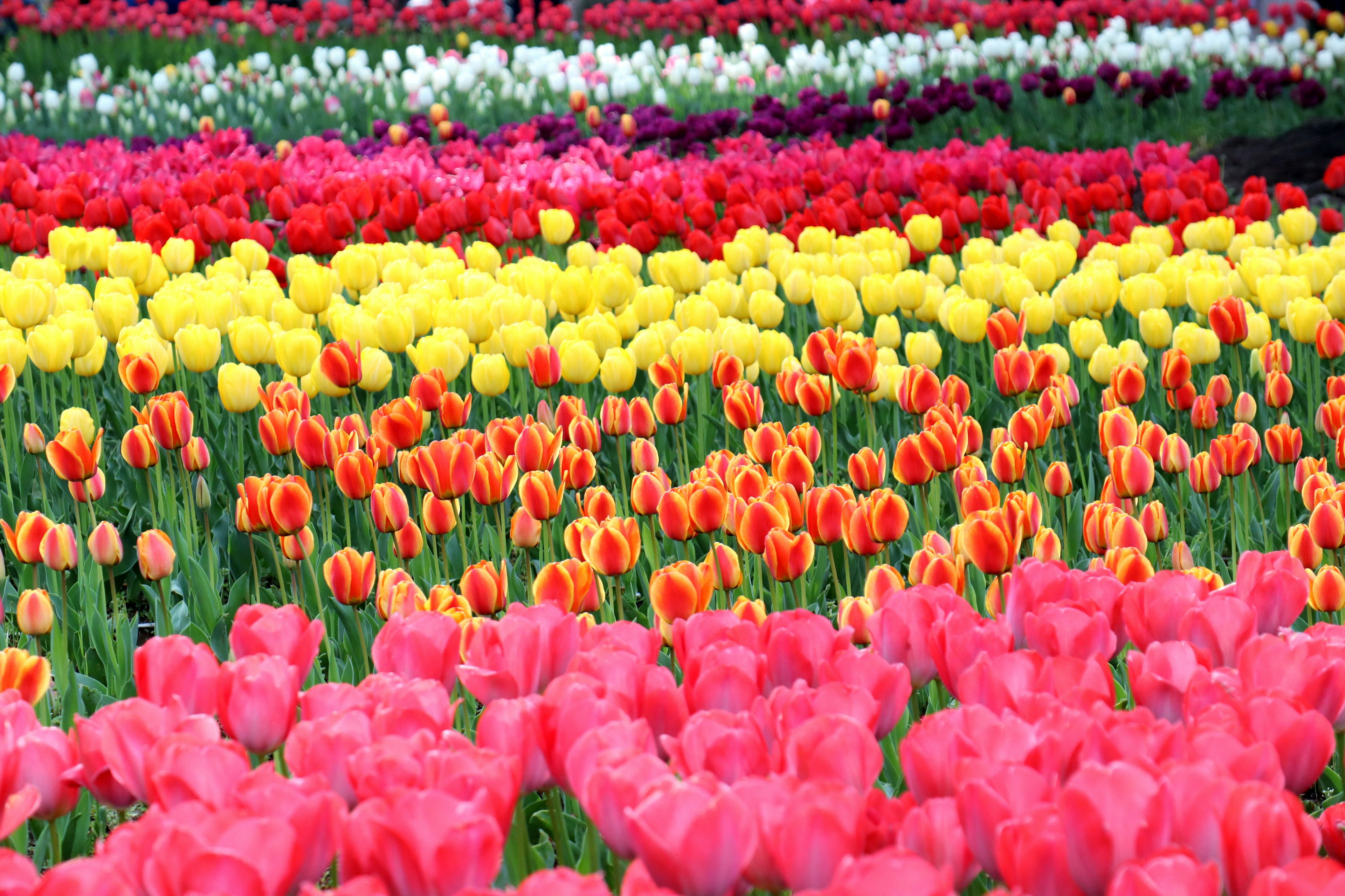 Champ de tulipes vibrant avec des rangées de fleurs colorées