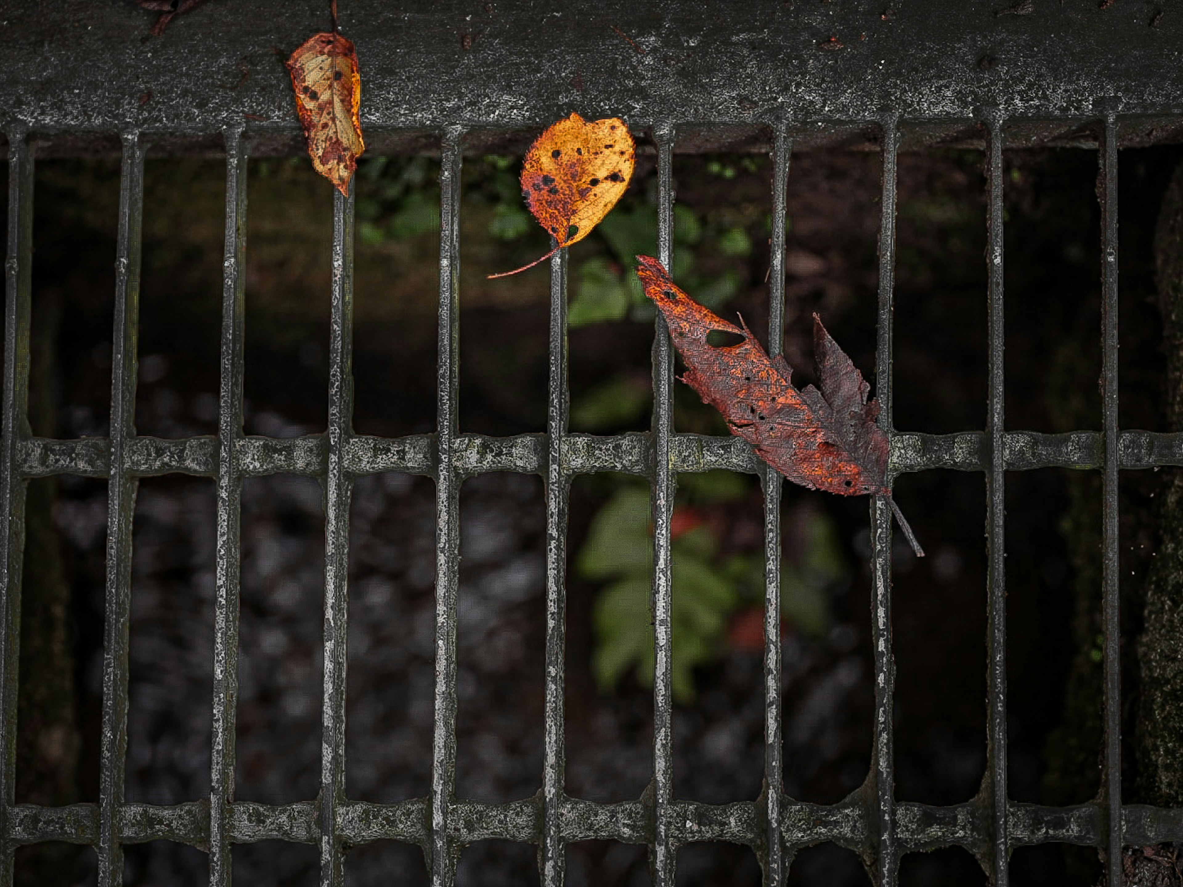 Scène avec des feuilles mortes sur une grille en métal