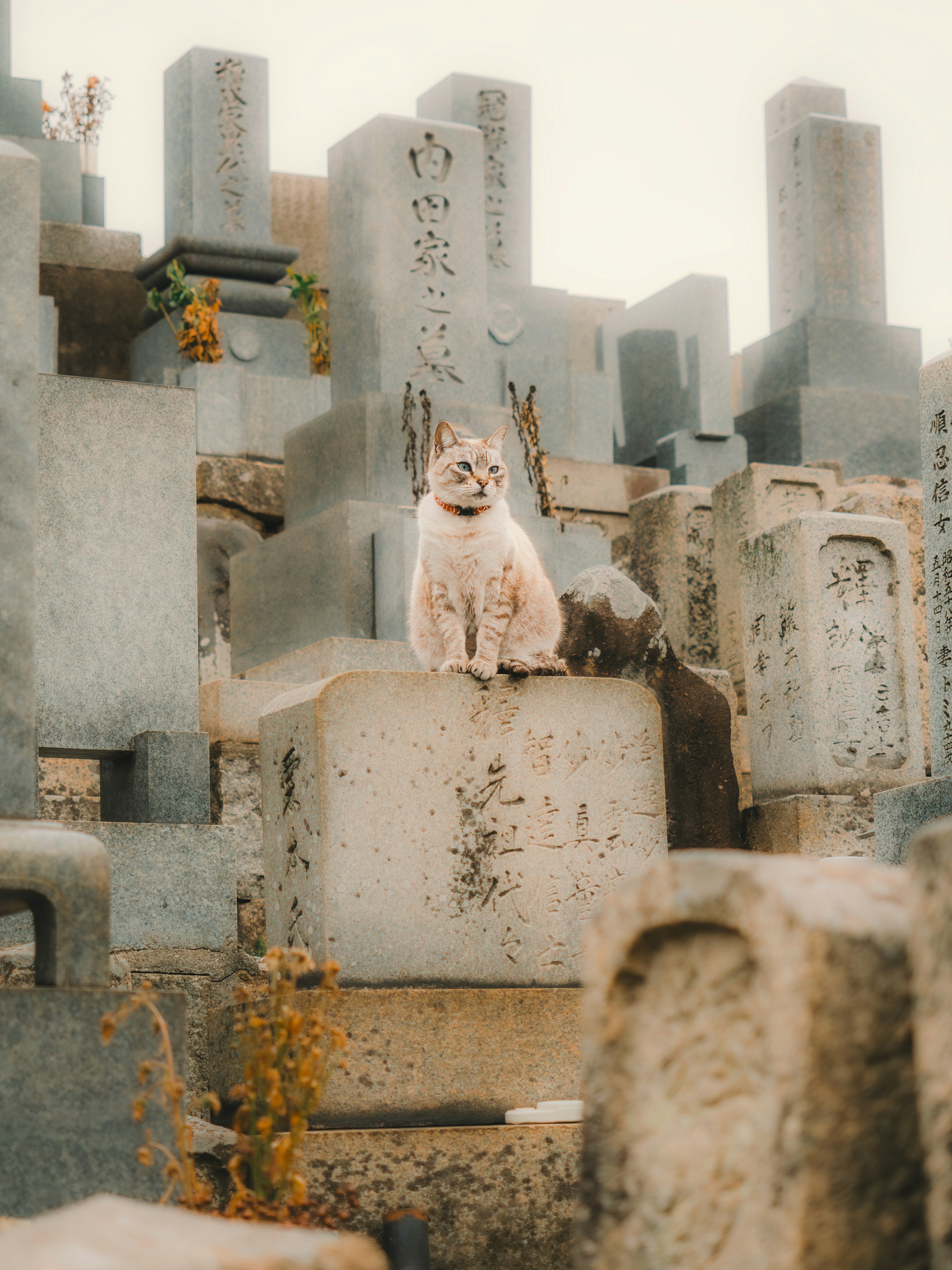 A dog sitting atop a gravestone in a cemetery