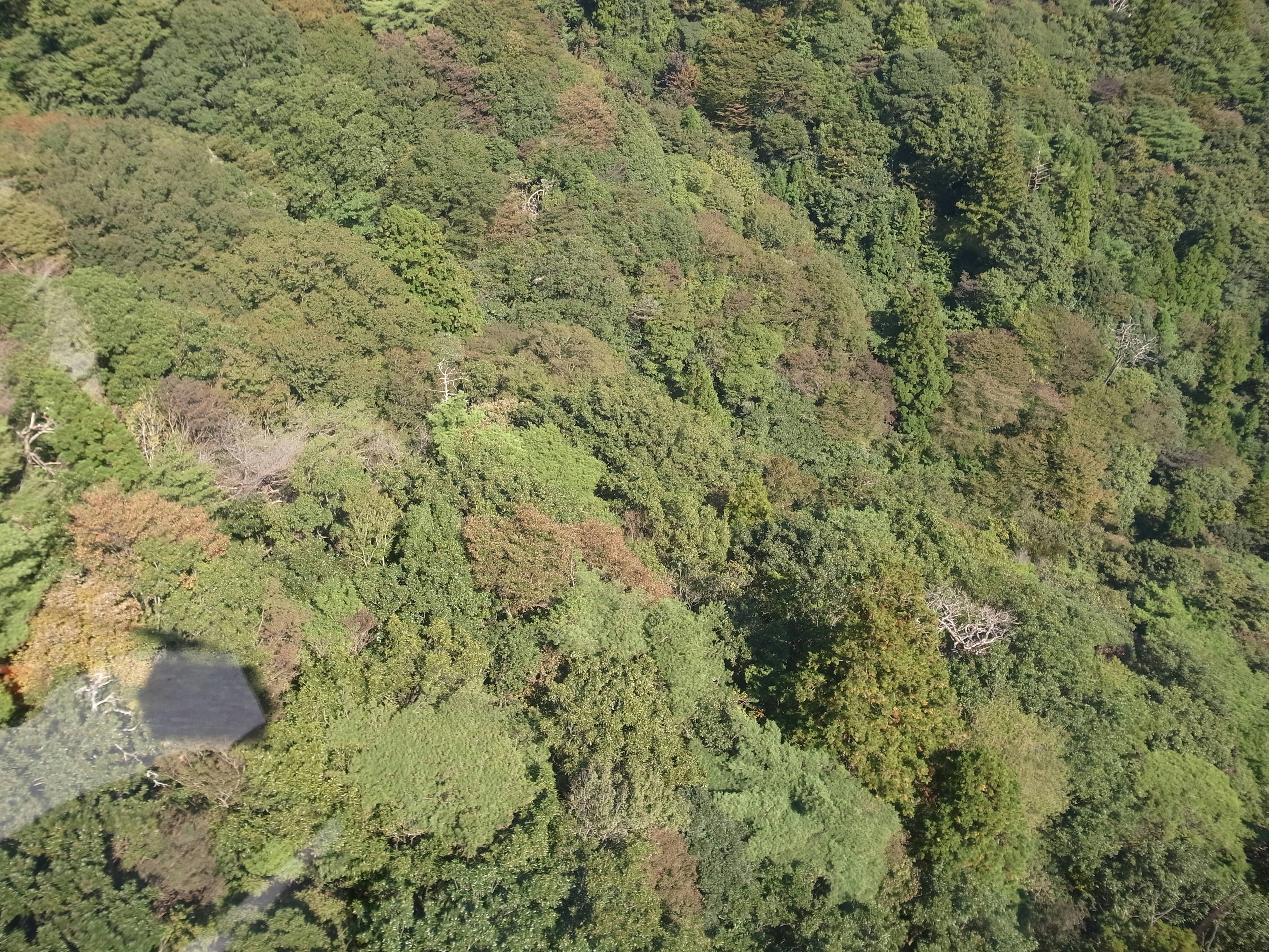 Aerial view of a lush green forest with vibrant foliage