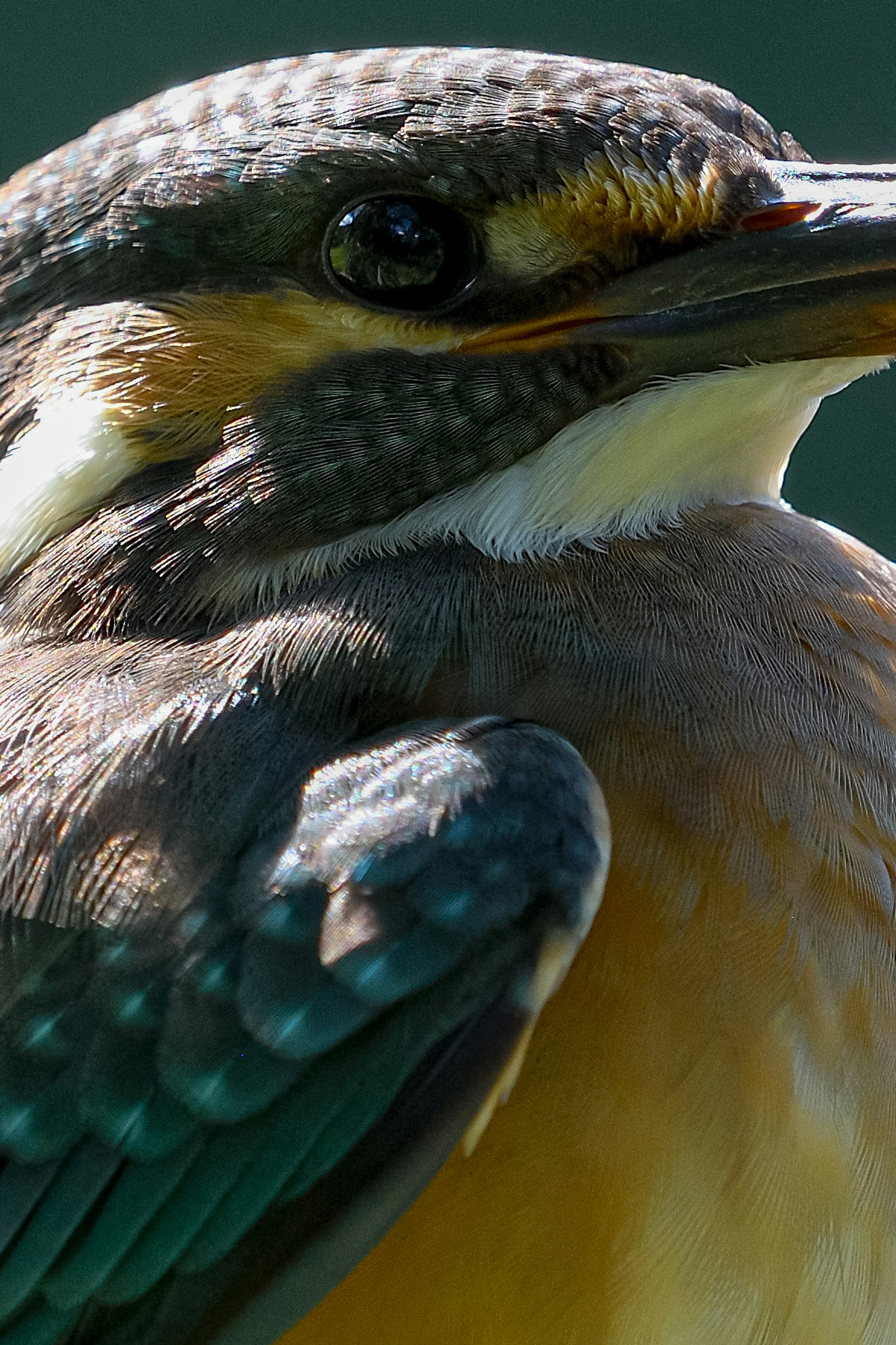 Nahaufnahme eines Eisvogels mit lebhaften Federn