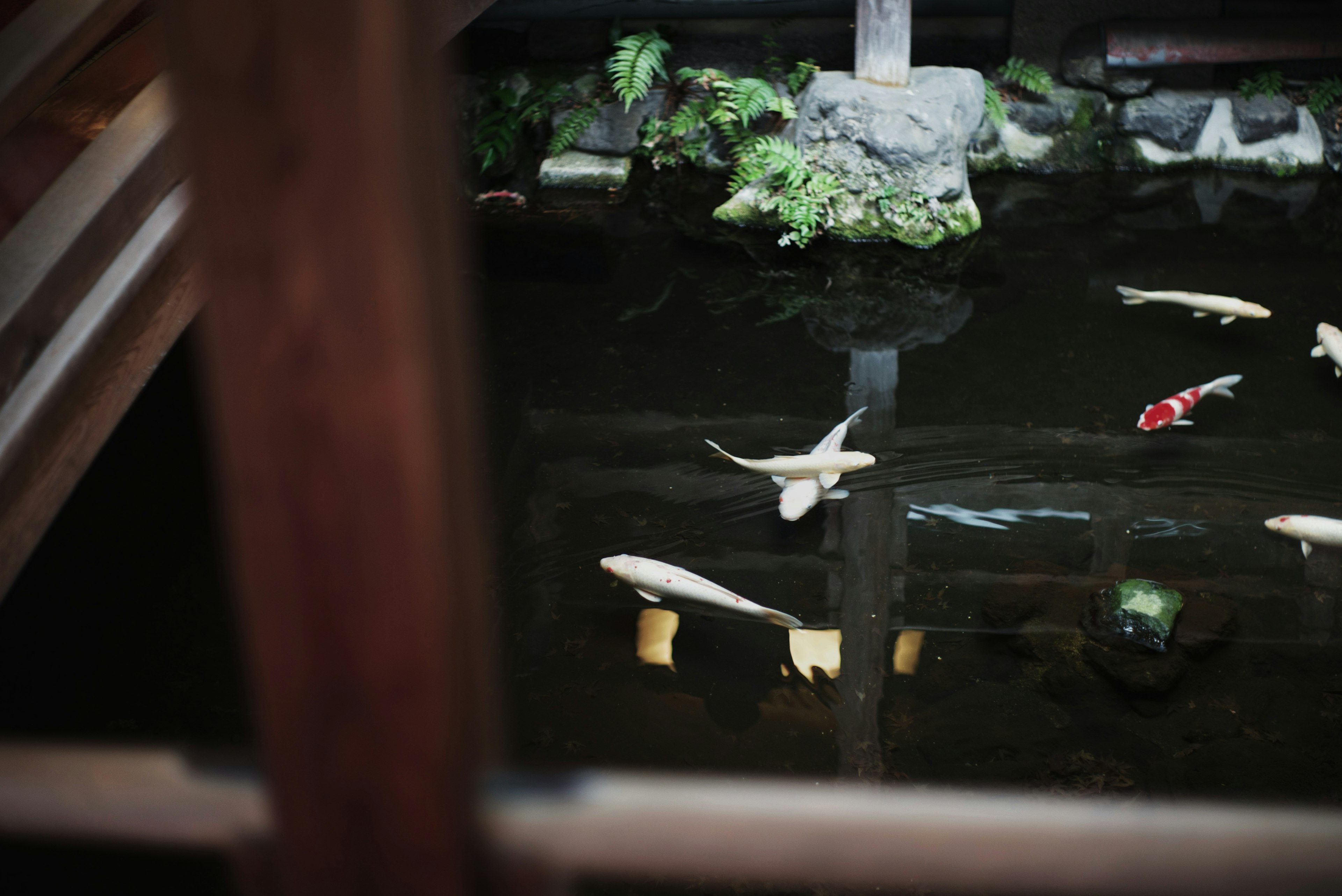 日本庭園的池塘，游動著錦鯉和周圍的綠色植物