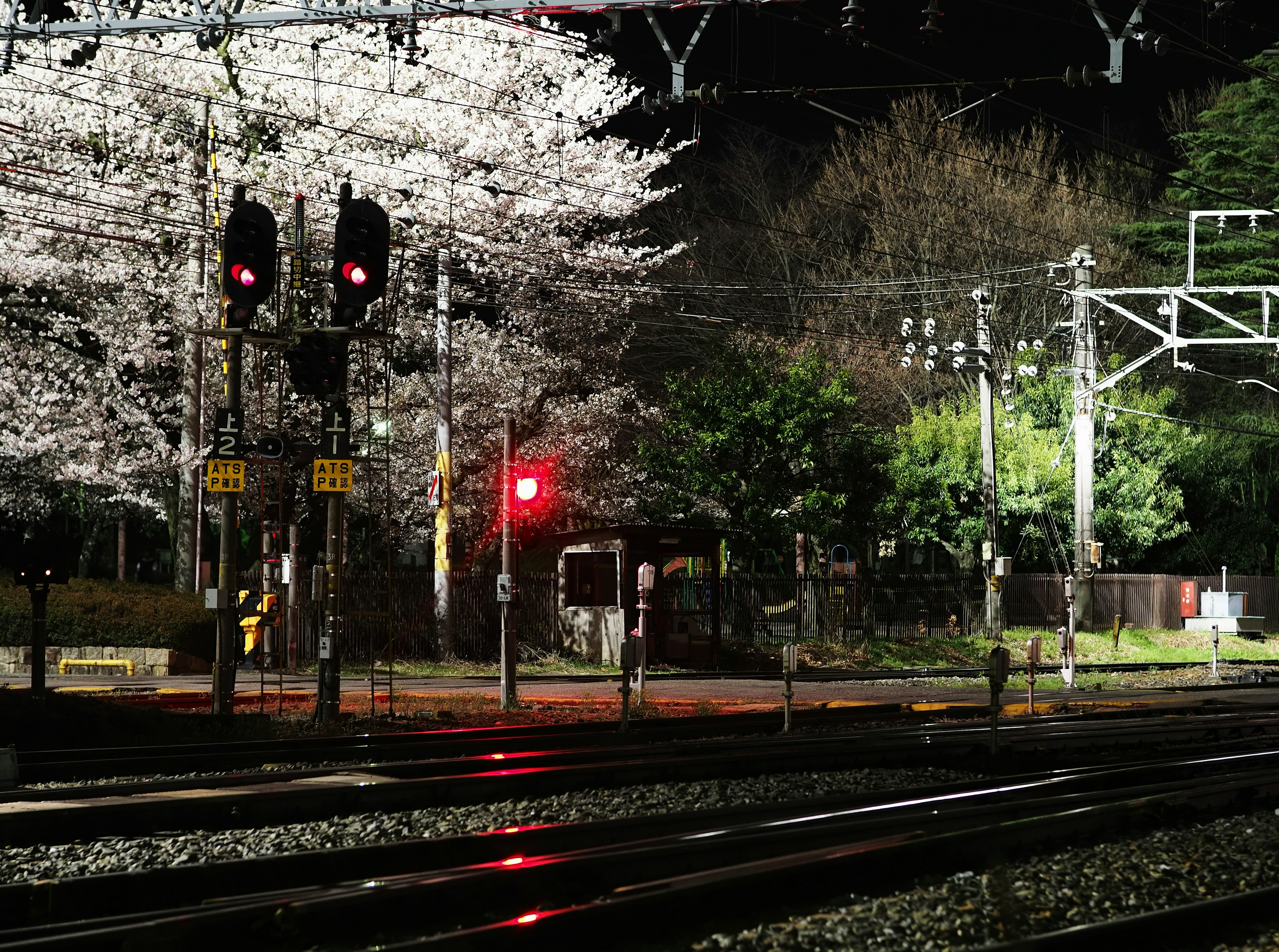 Pemandangan malam dengan bunga sakura dan sinyal merah di rel kereta