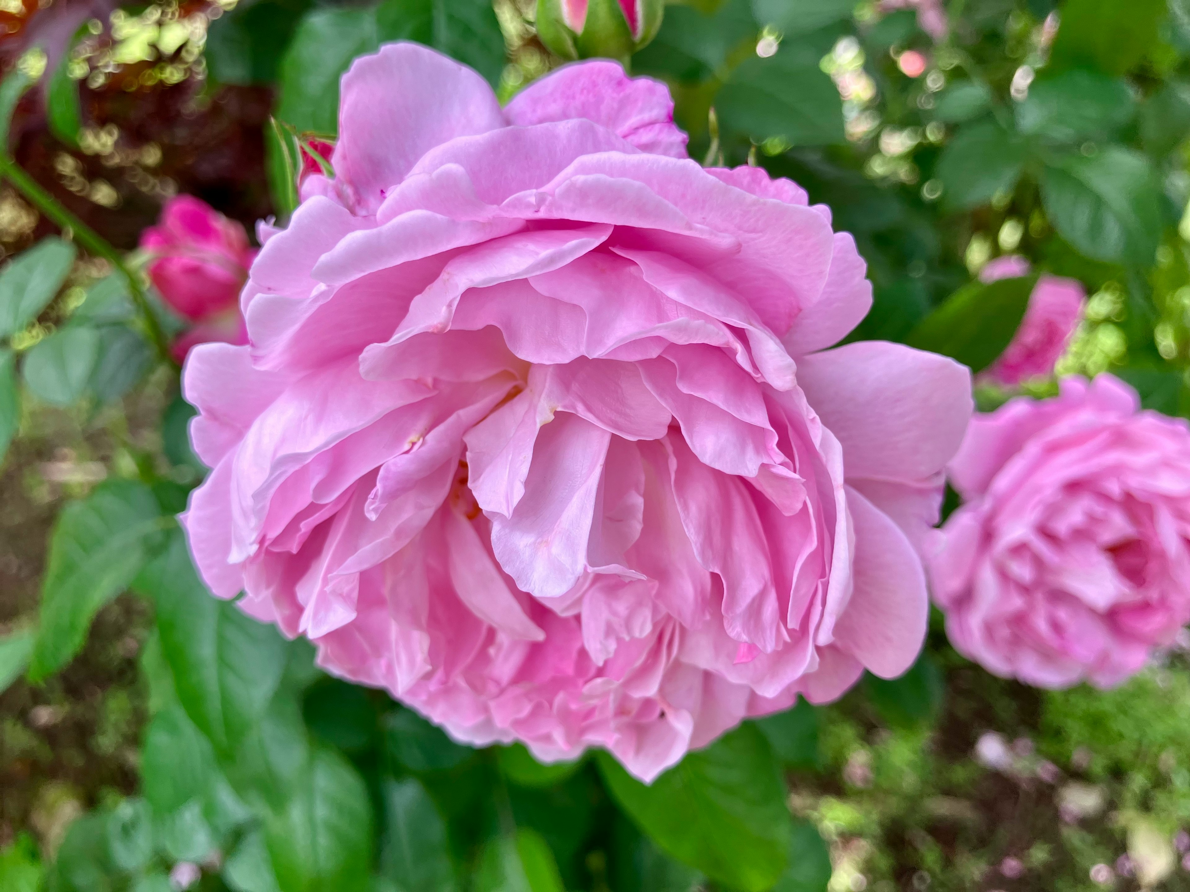 Une rose pink en fleur dans un jardin