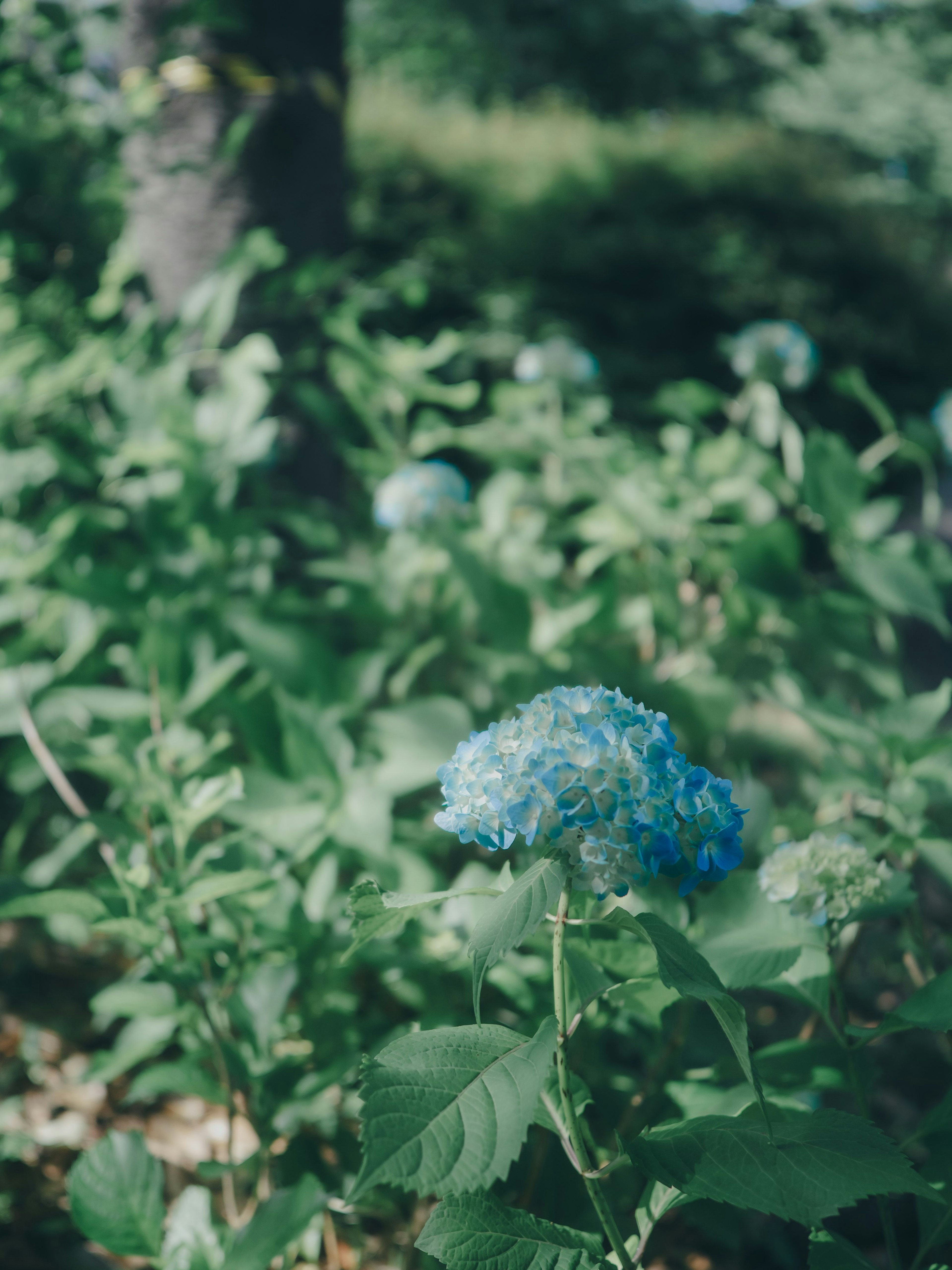 ดอกไฮเดรนเยียสีน้ำเงินล้อมรอบด้วยใบเขียว