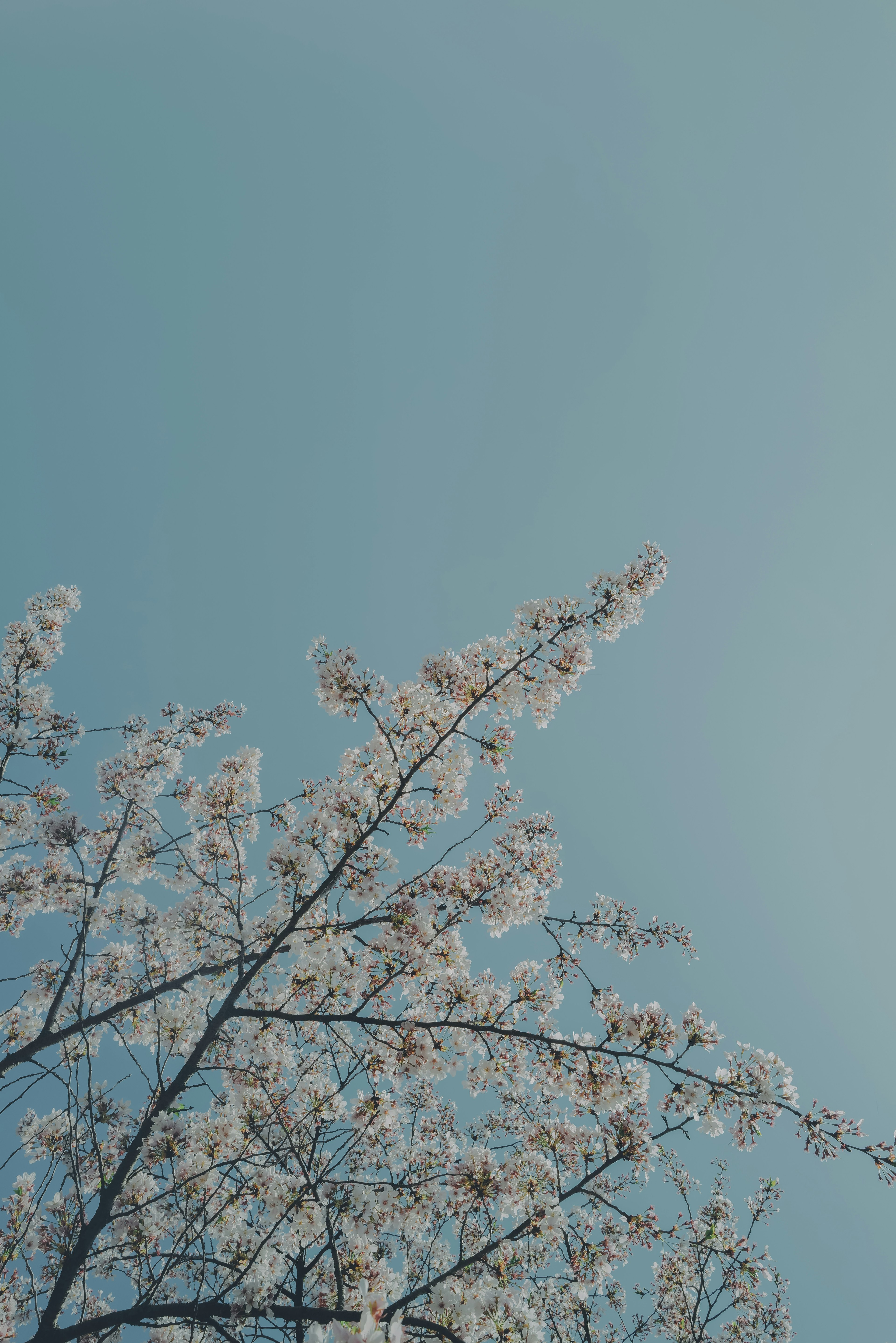 Branches of cherry blossoms under a blue sky