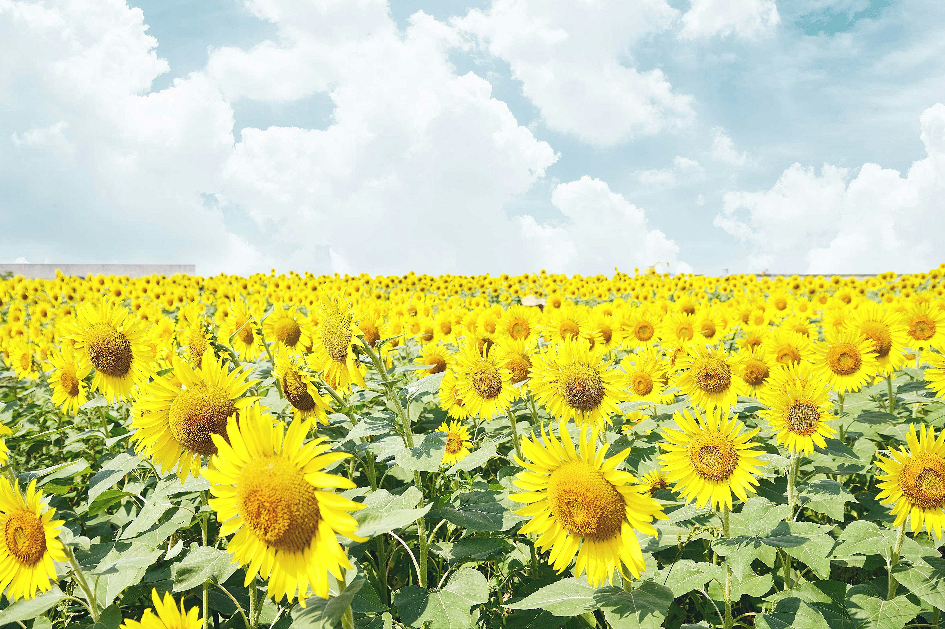 Campo de girasoles vibrante bajo un cielo azul claro