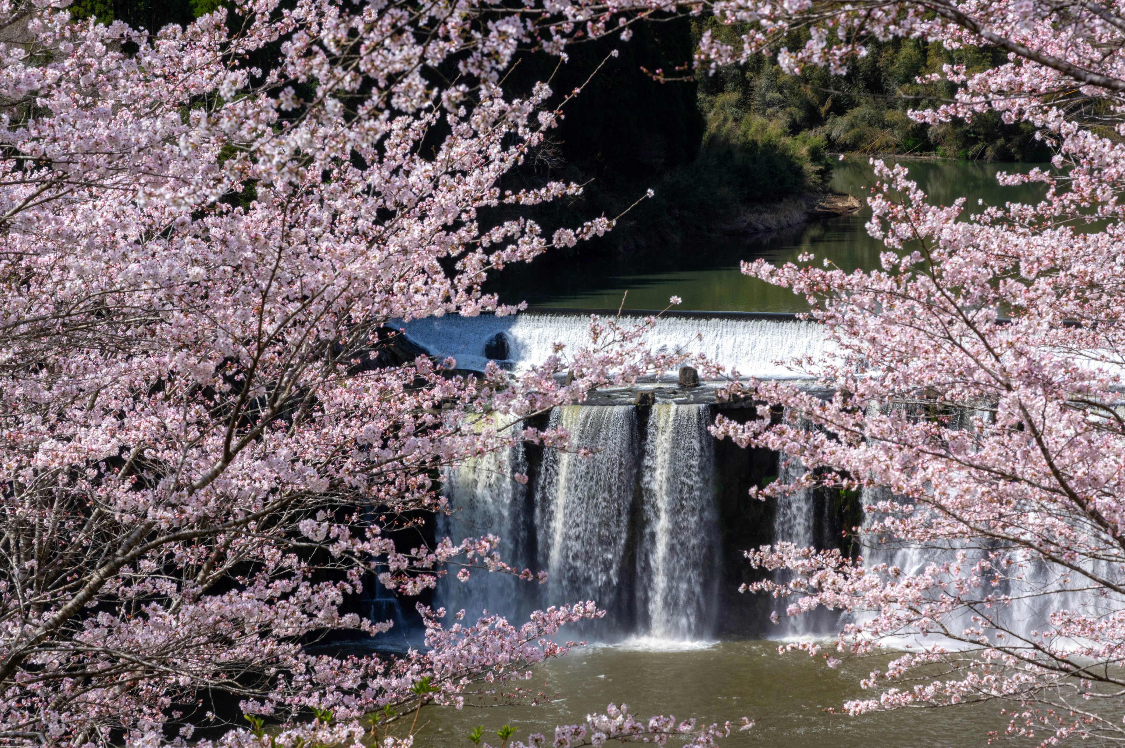 Vista escénica de una cascada rodeada de cerezos en flor