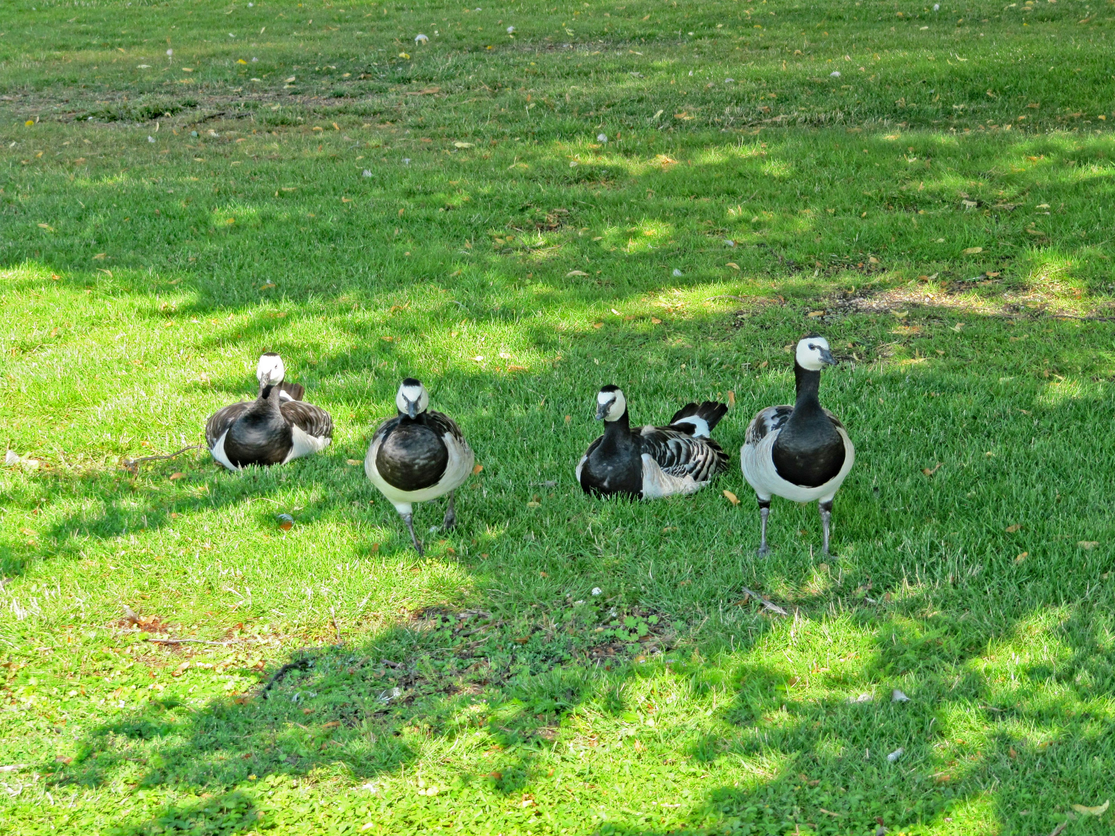 A group of four ducks on green grass