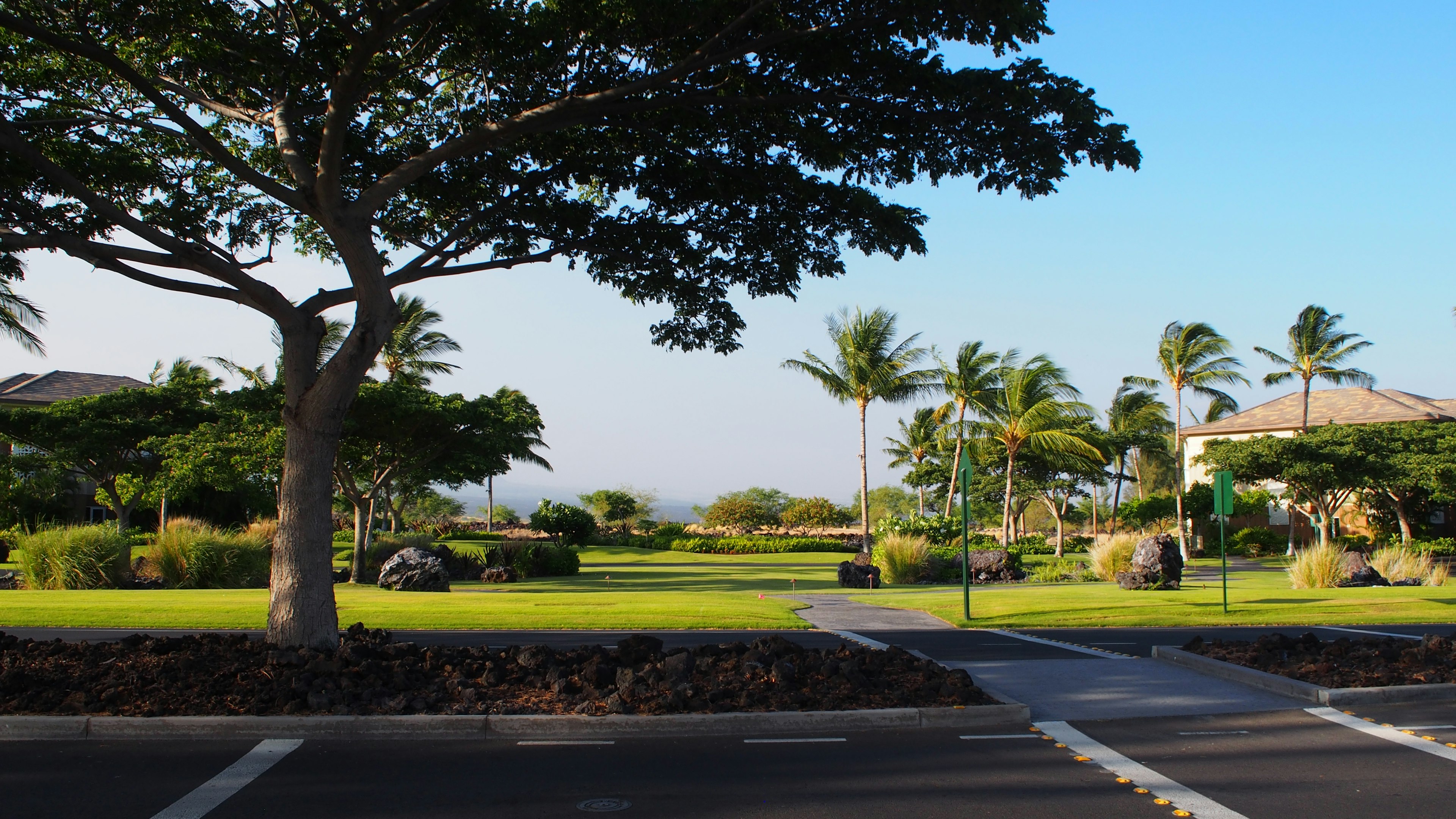 Lush garden landscape with a large tree and clear blue sky