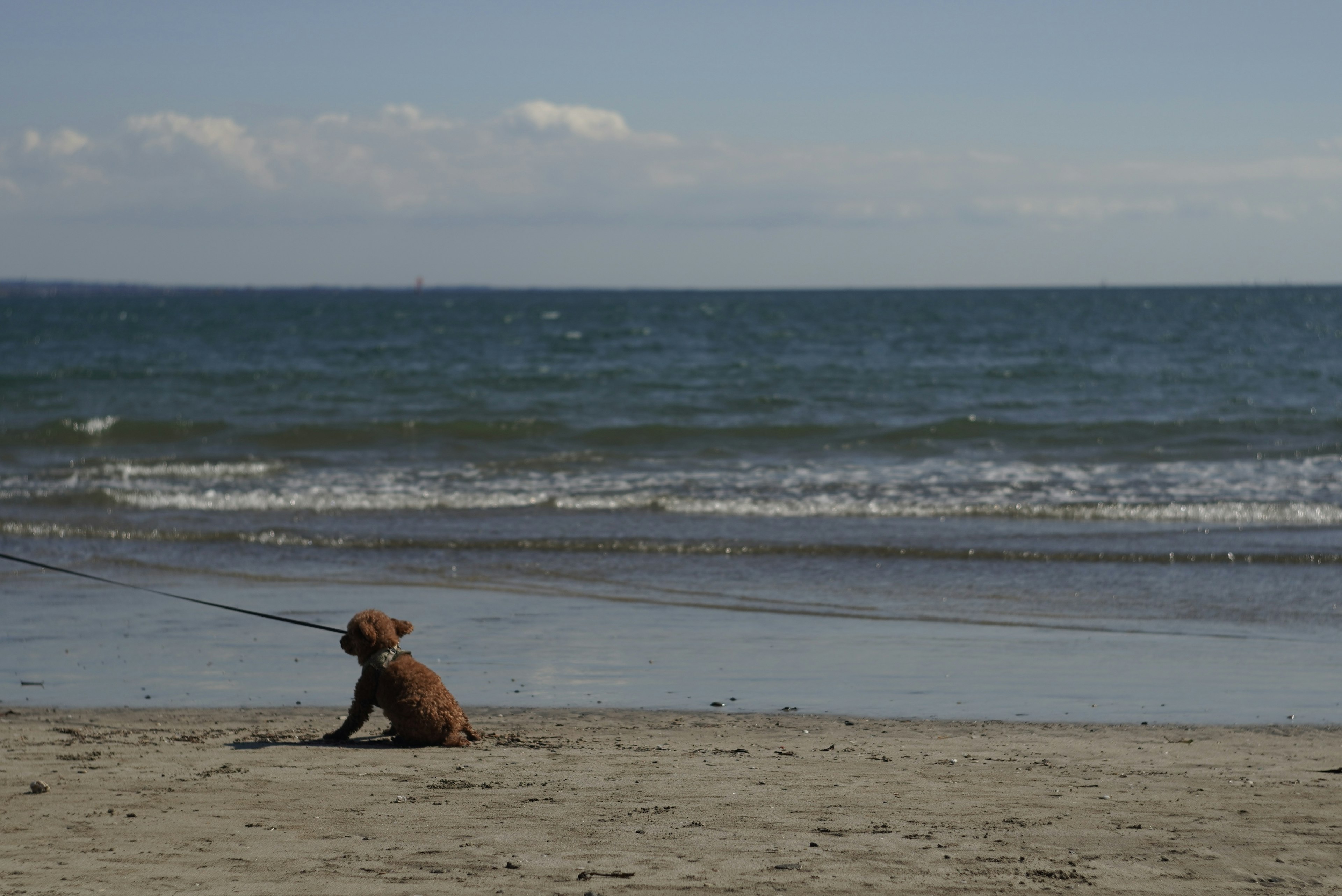 海辺で座っている犬の写真