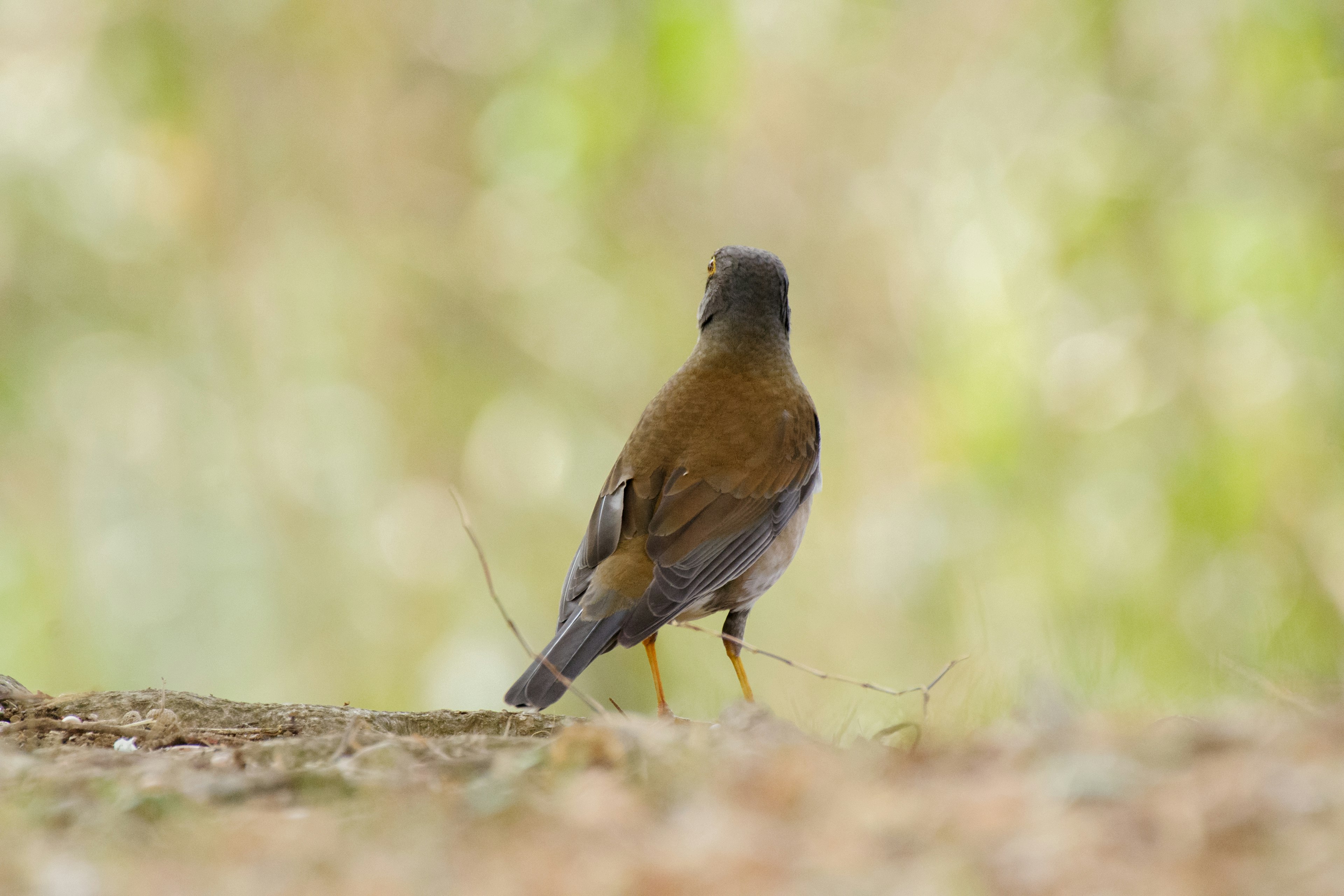 Un piccolo uccello di spalle in uno sfondo naturale morbido