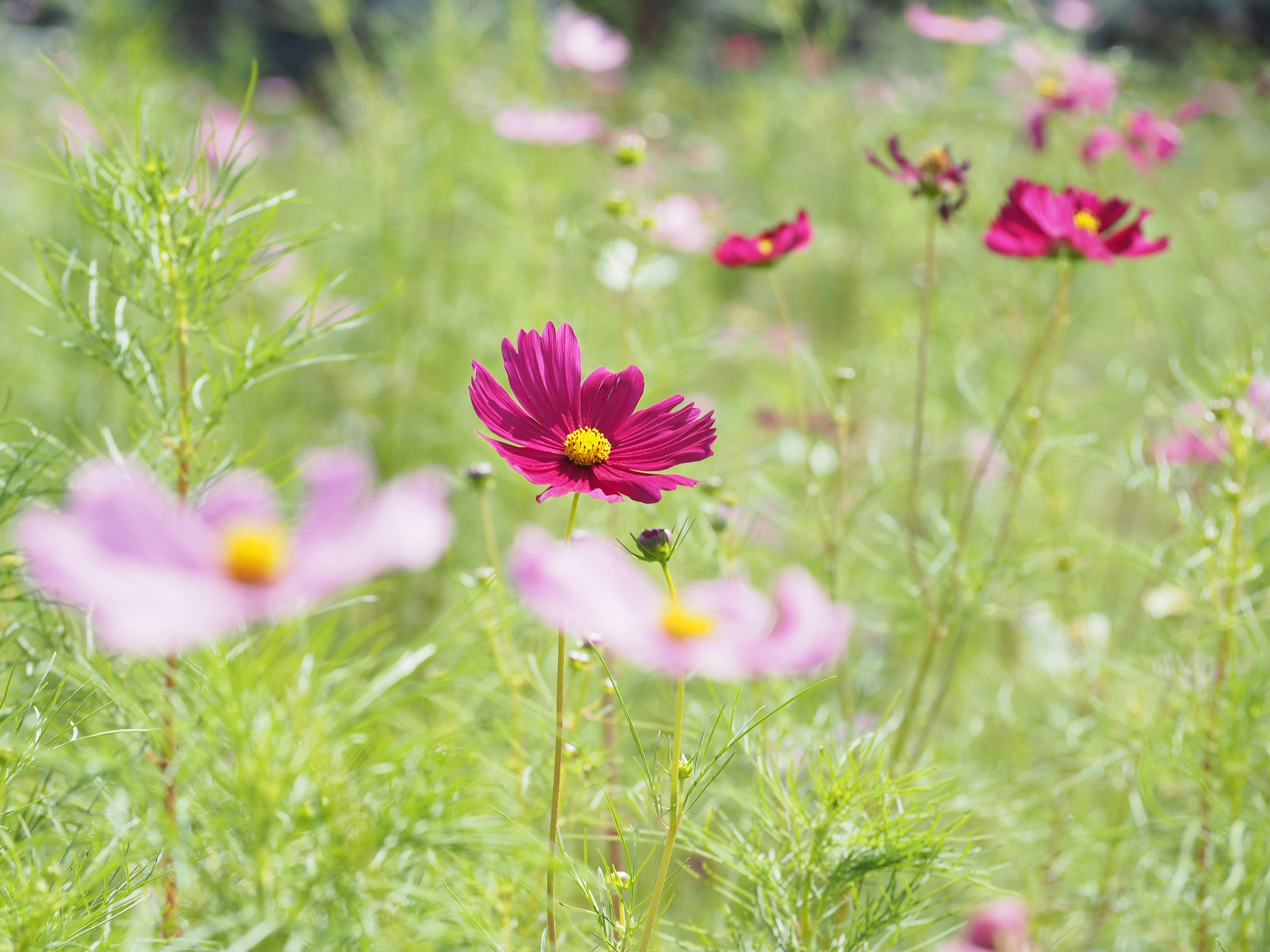 Flores de cosmos coloridas floreciendo en un prado verde