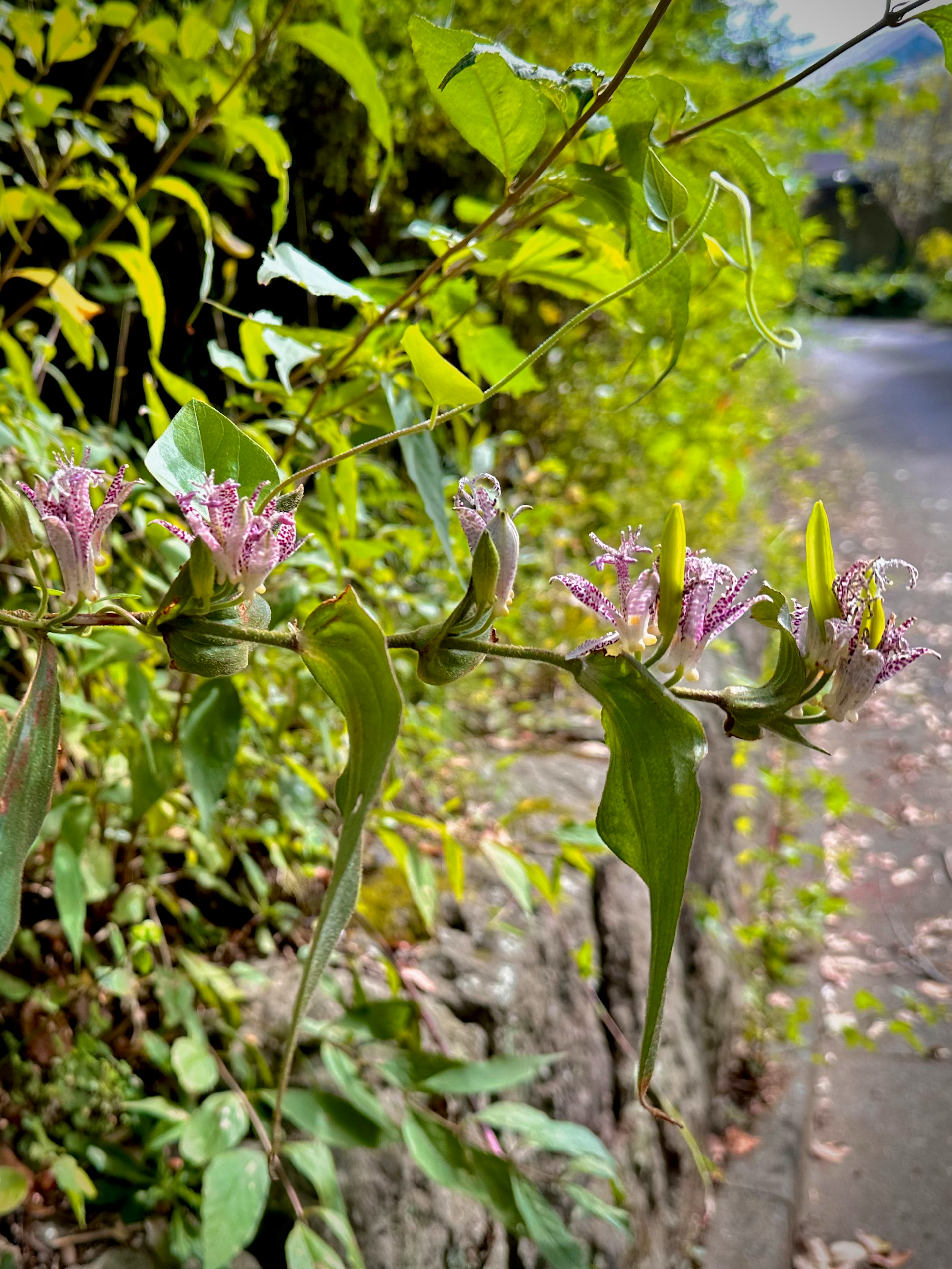 緑の背景に咲く薄紫色の花が特徴的な植物