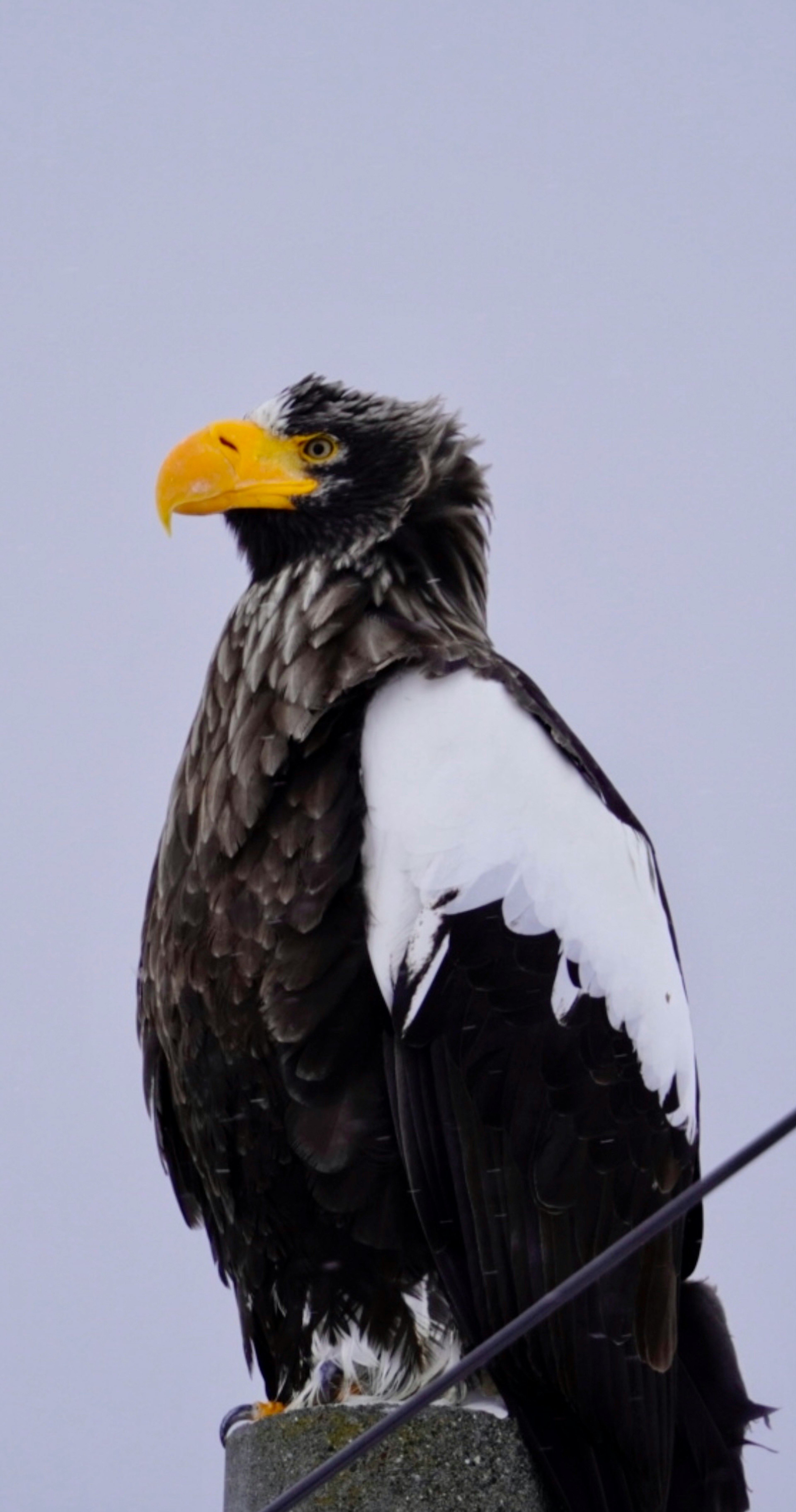 Un'aquila di Steller con piume nere e bianche che guarda in alto