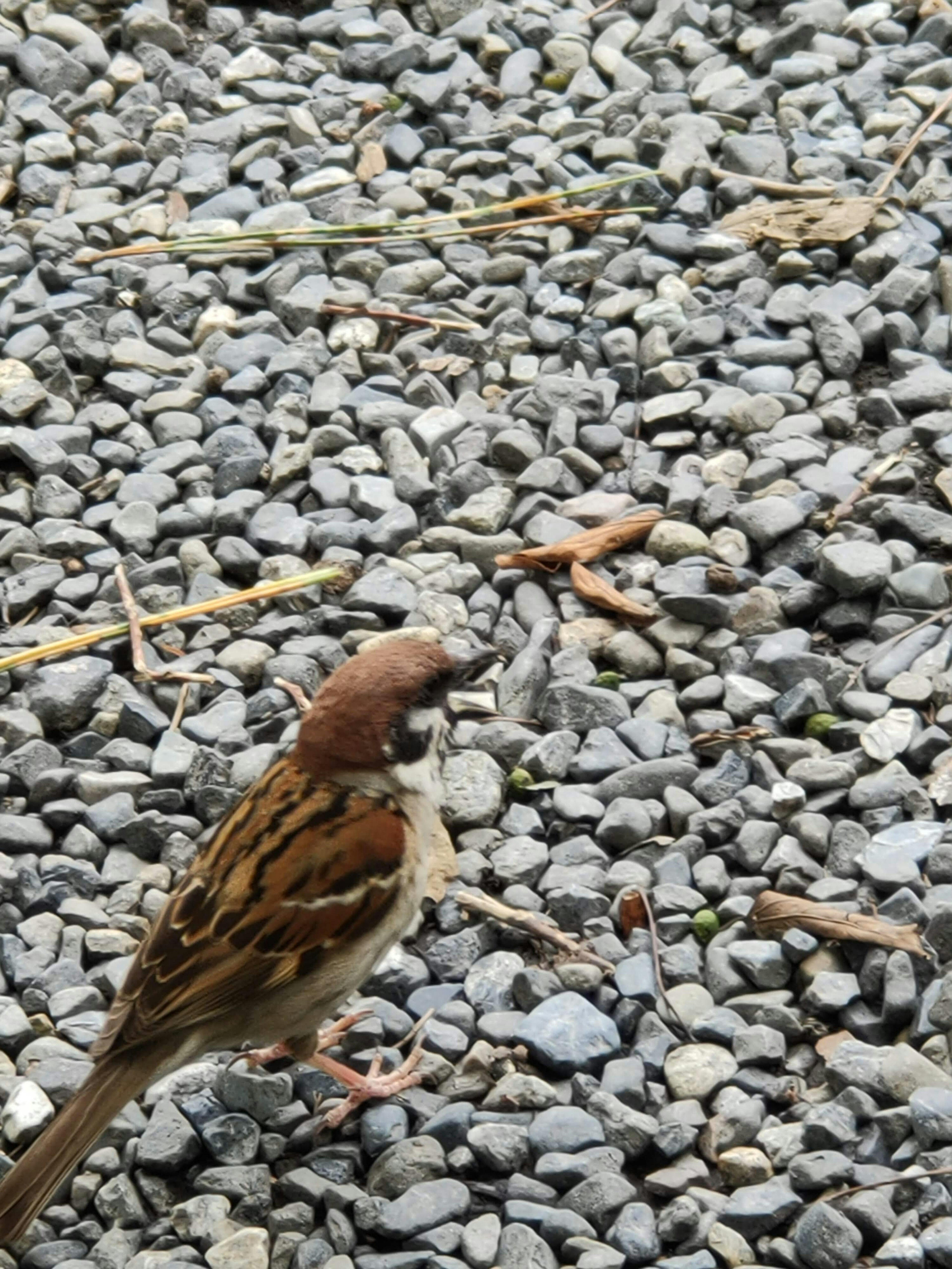 Spatz steht auf kleinen Steinen