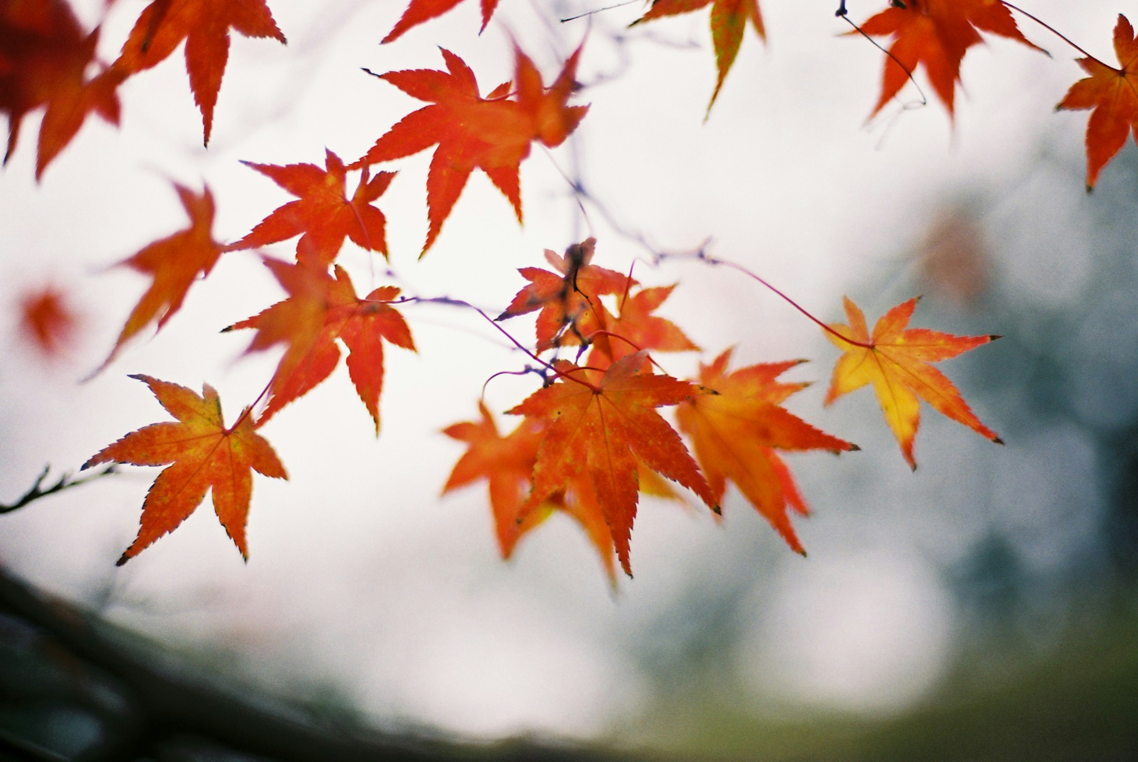 鮮豔的紅楓葉懸掛在樹枝上