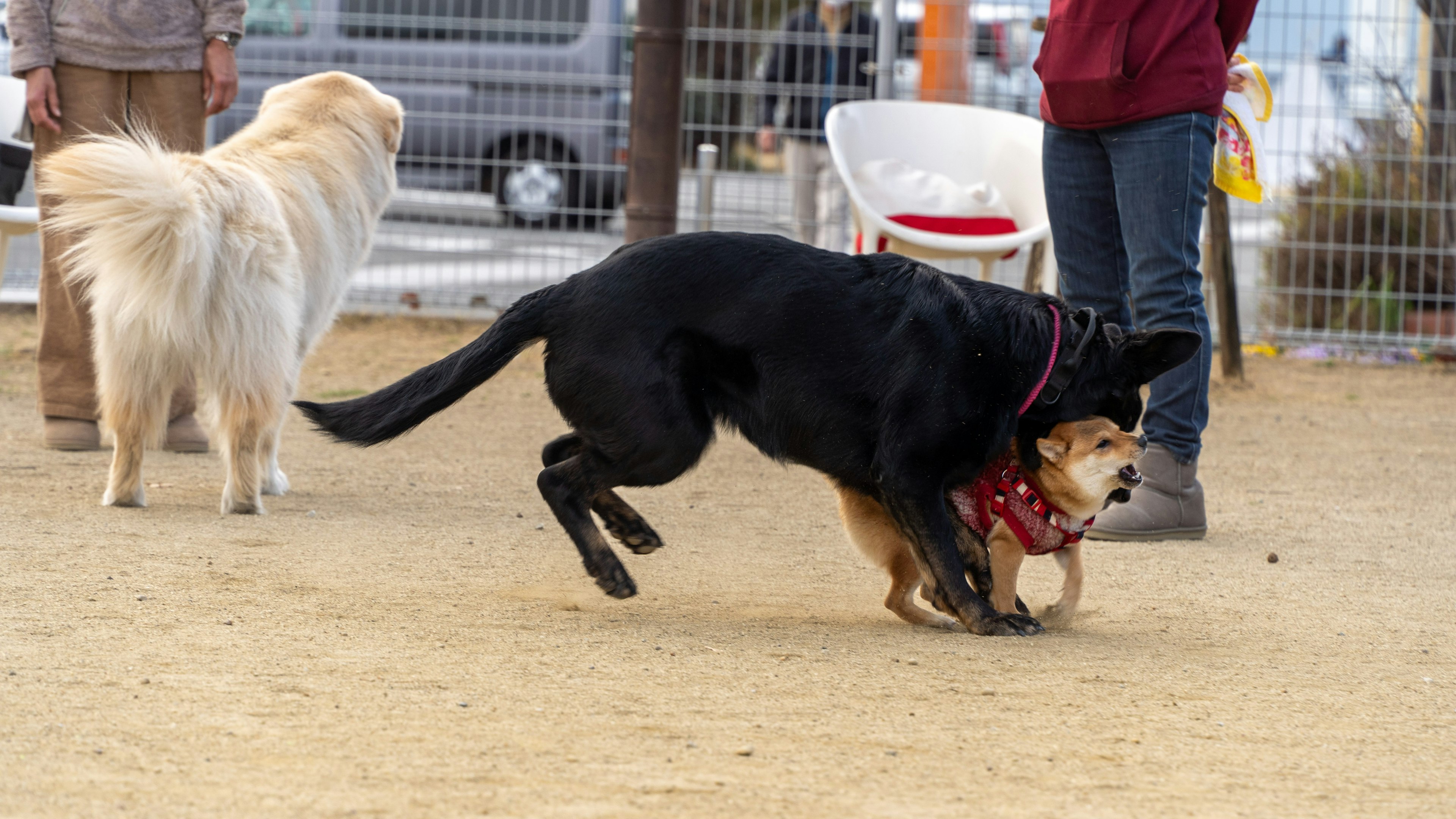 Scene at a dog park with dogs playing a black Labrador and a small dog interacting