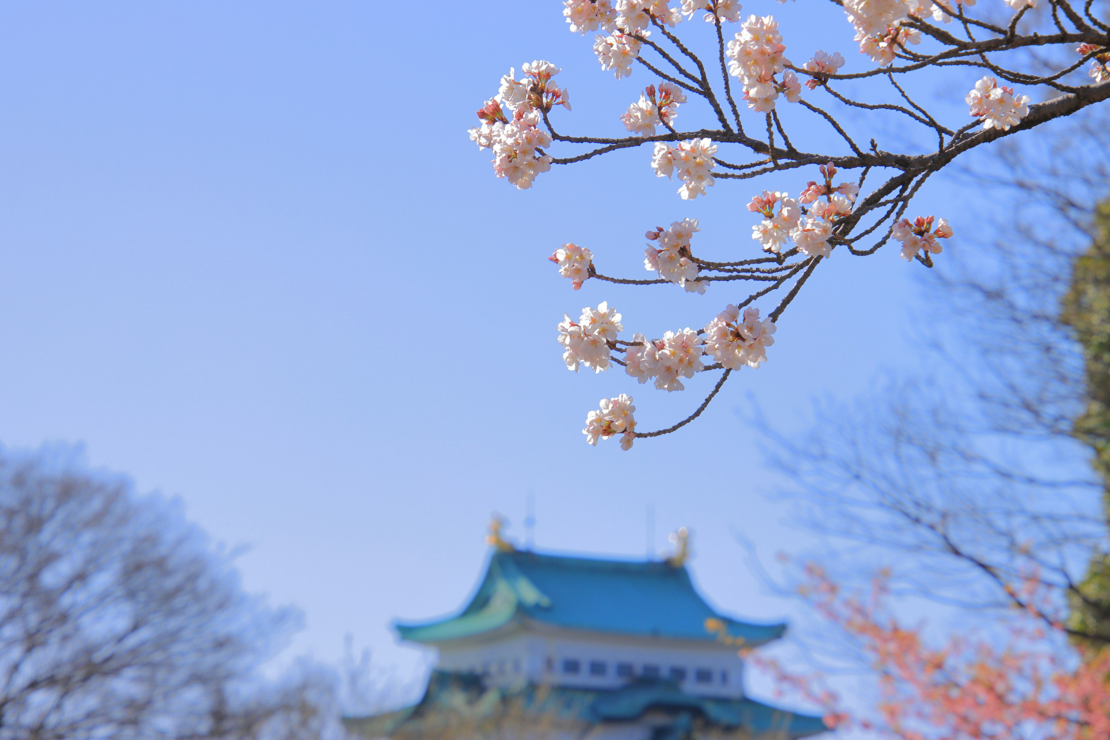 Rama de cerezo en flor con edificio borroso de fondo