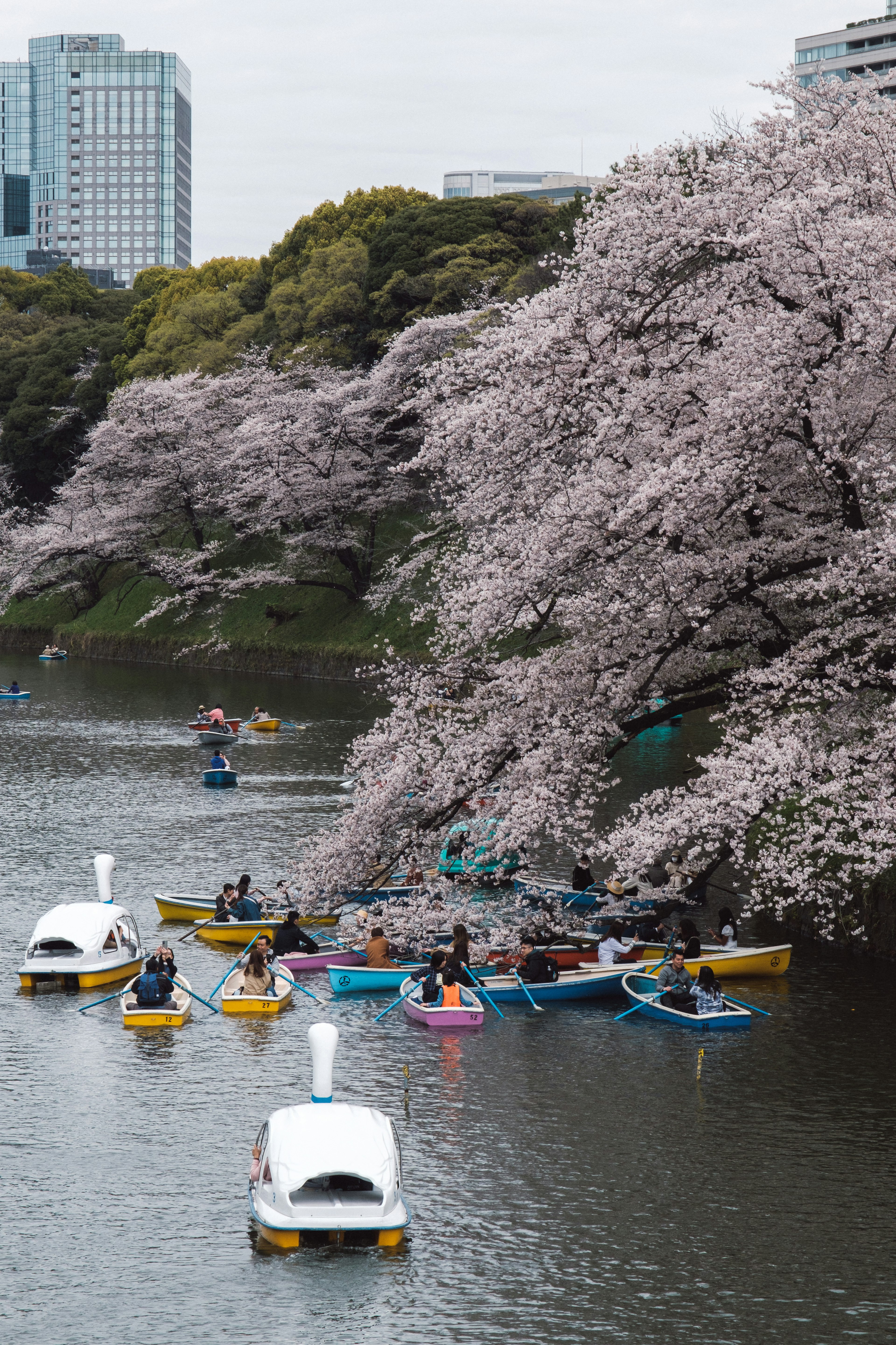 桜の木の下でボートを漕ぐ人々の風景