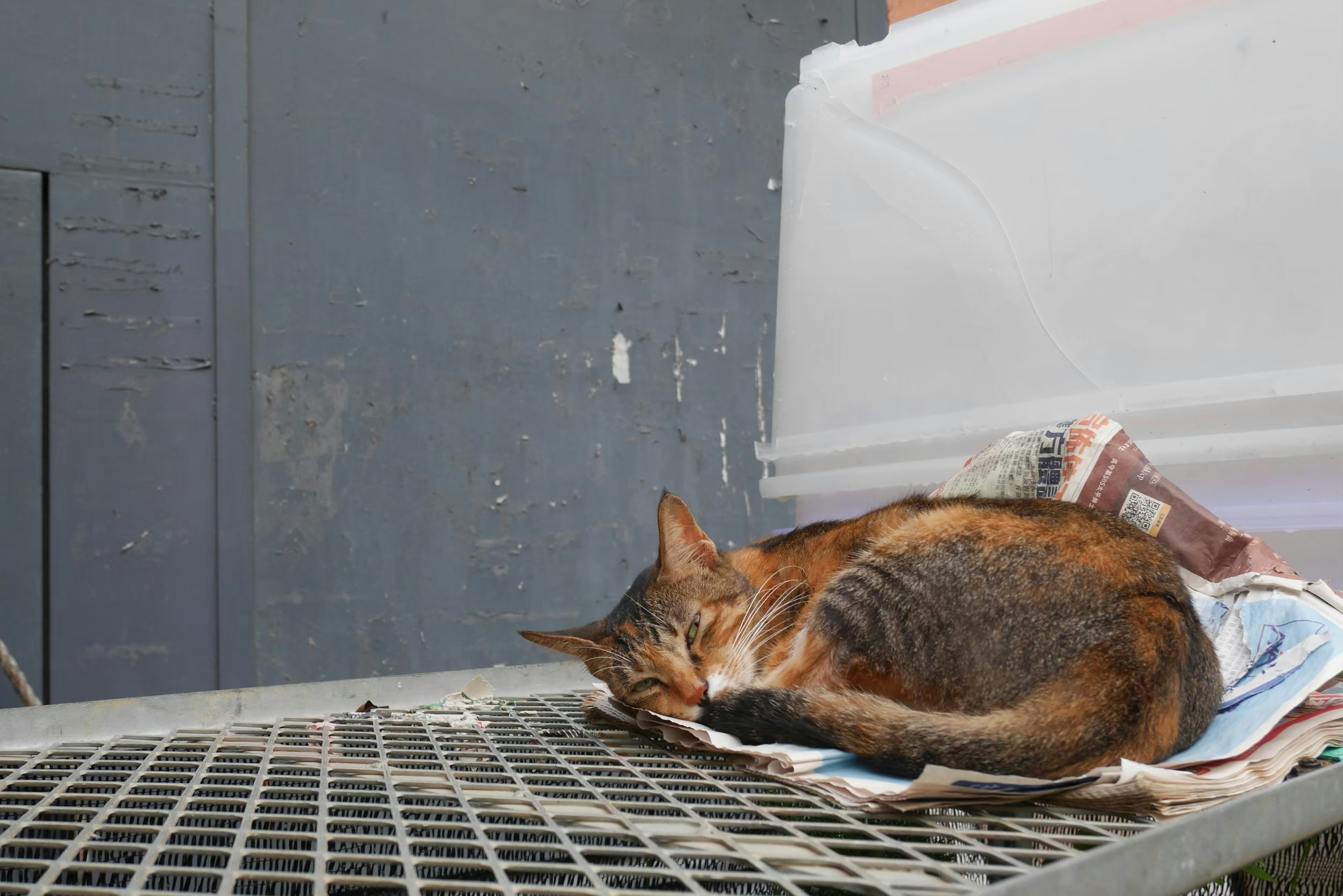 A cat sleeping on a wire mesh surface