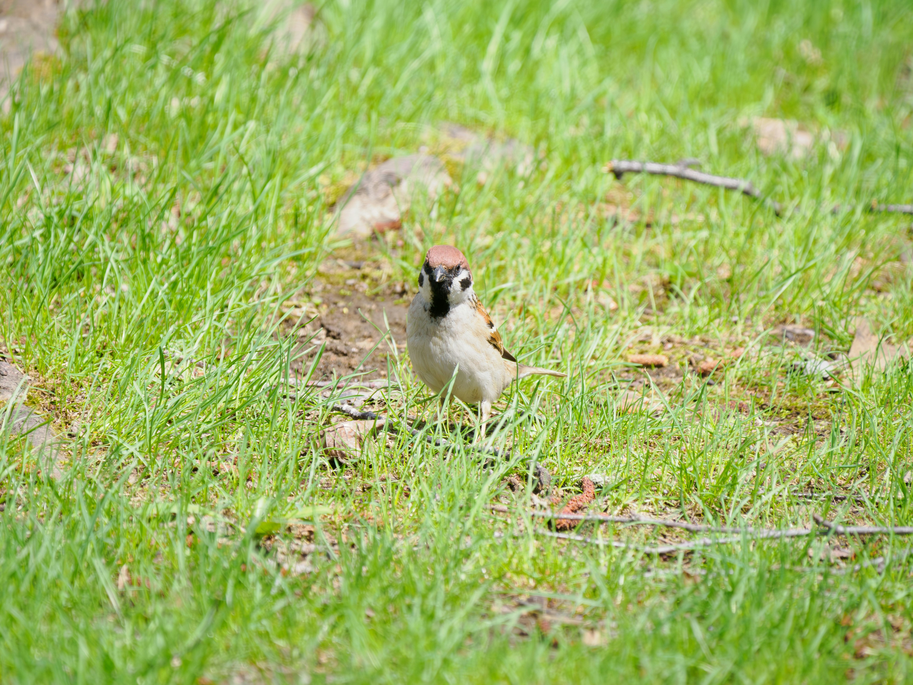 Seekor burung kecil berdiri di atas rumput hijau