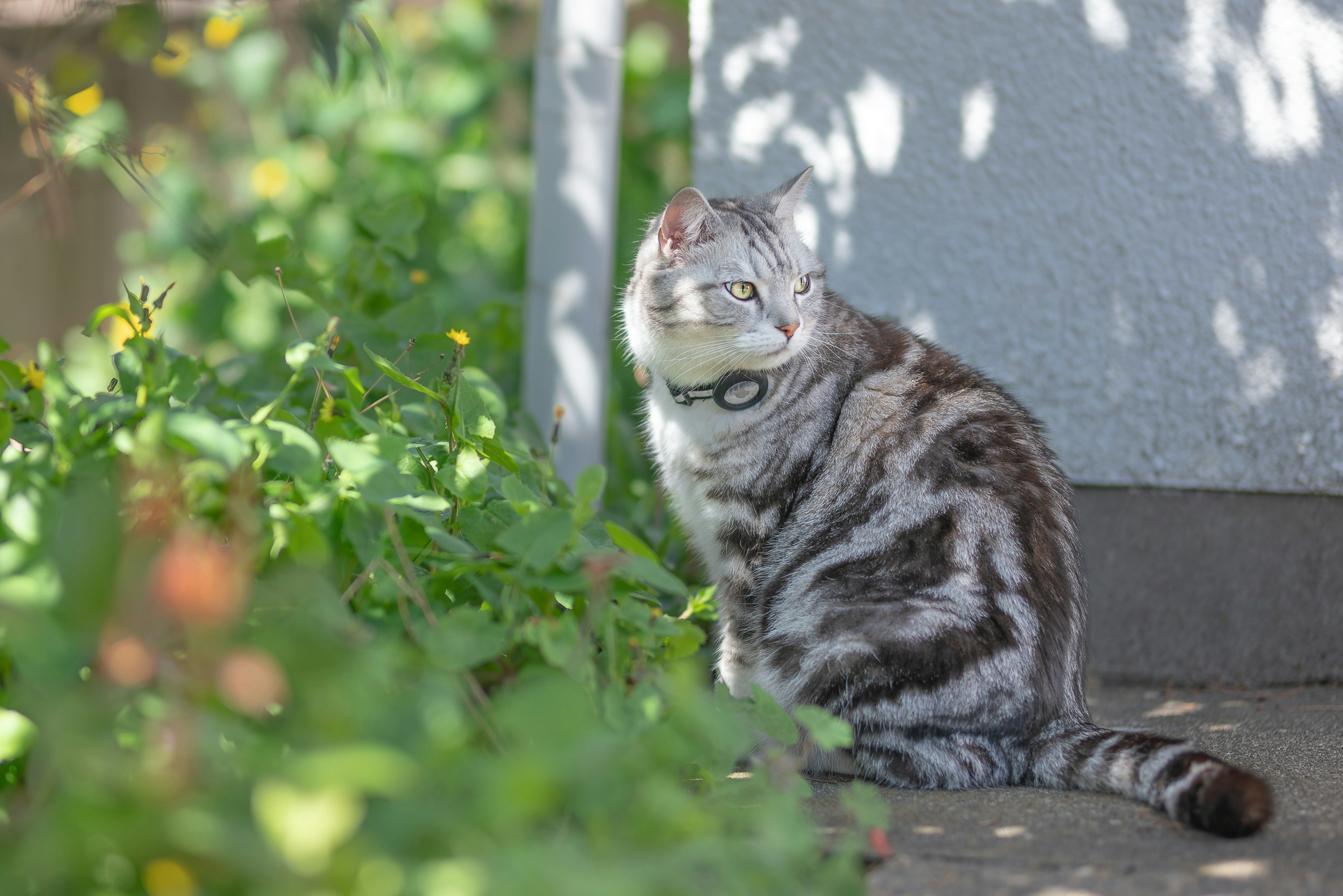 Gestreifter Kater, der im Sonnenlicht im Grünen sitzt